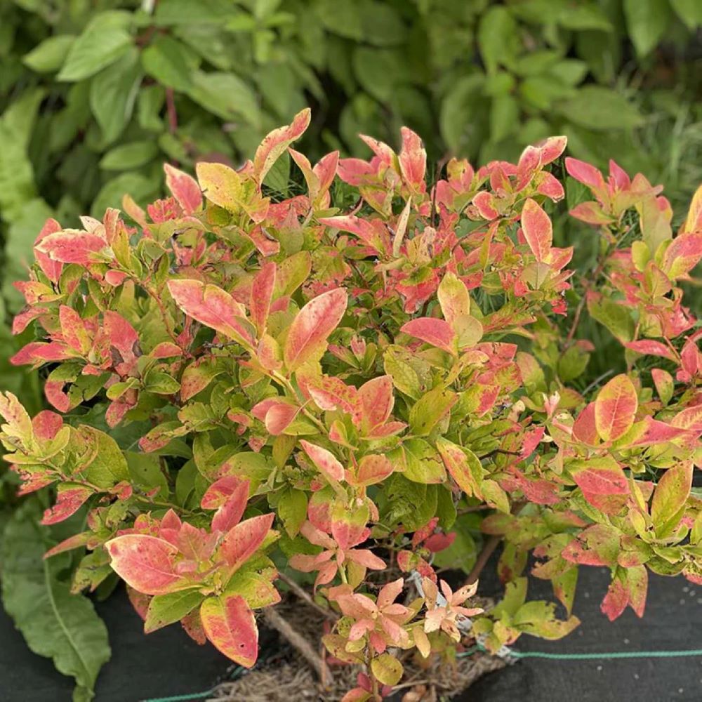 Proven Winners VACPRC1007800 shrubs - View #2