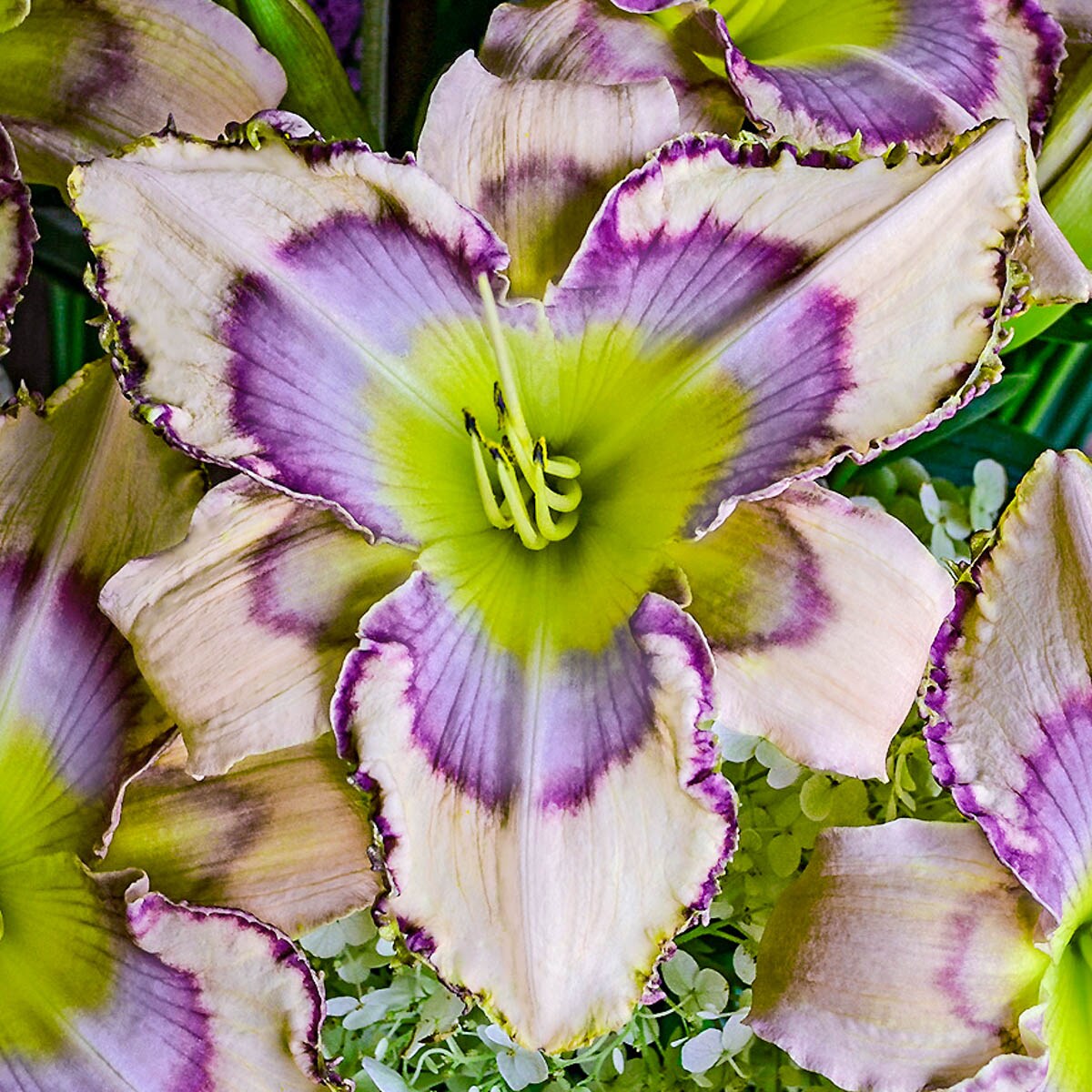 Spring Hill Nurseries 75835 Multicolor Handwriting on the Wall Reblooming Daylily Perennial Plant Plant in 1 -Pack Bareroot 1 -Pack