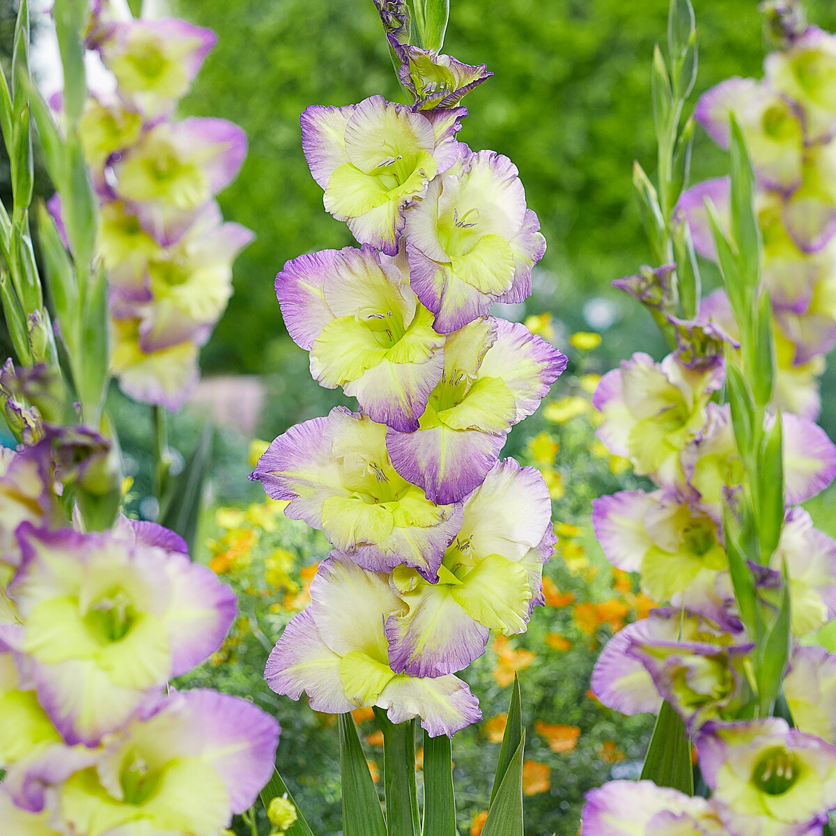 Van Zyverden Assorted colors Gladiolus Moonlight Shadow Bulbs 12 Count ...