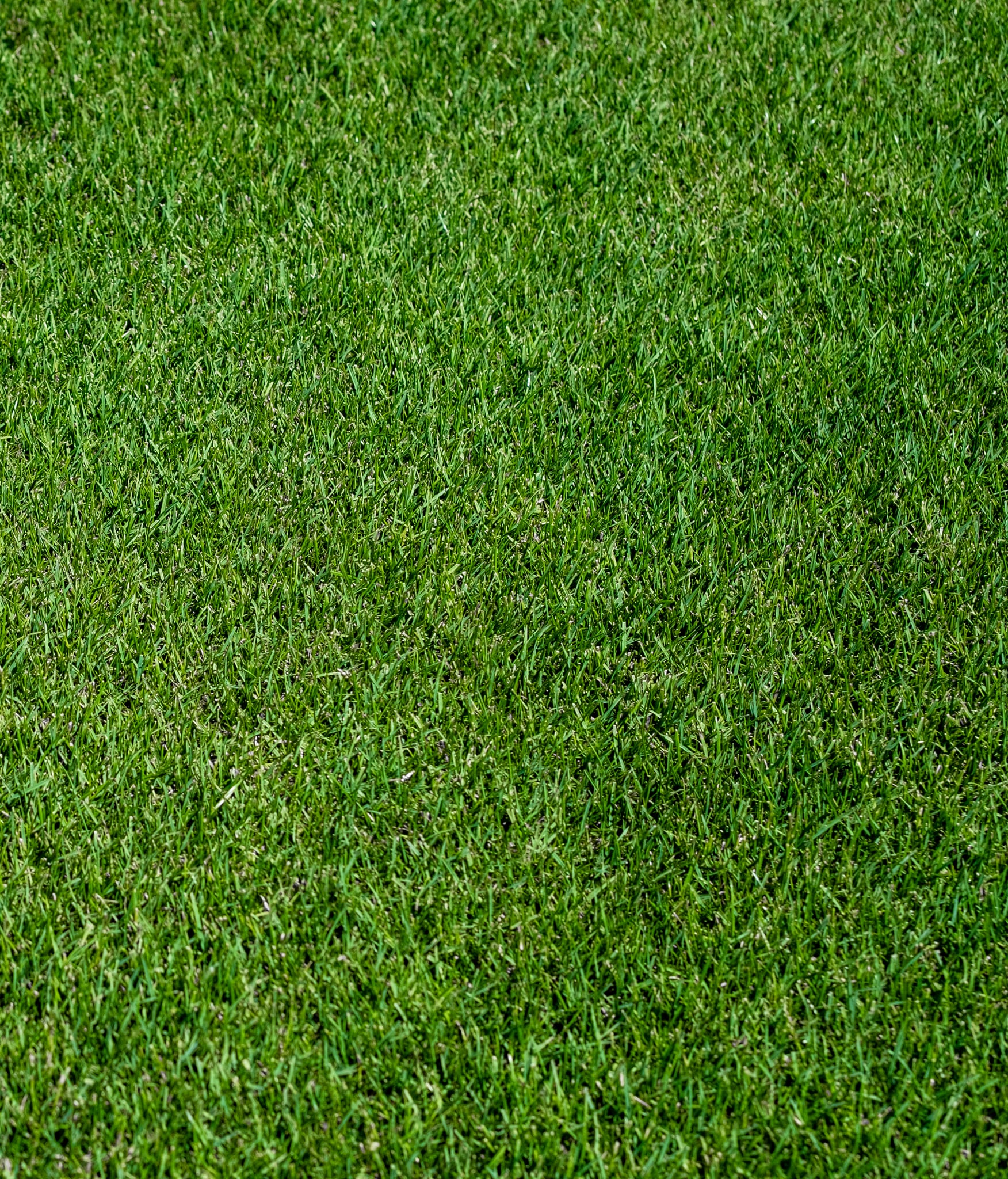 JB Instant Lawn 3SHADE Grass-Seed - View #3