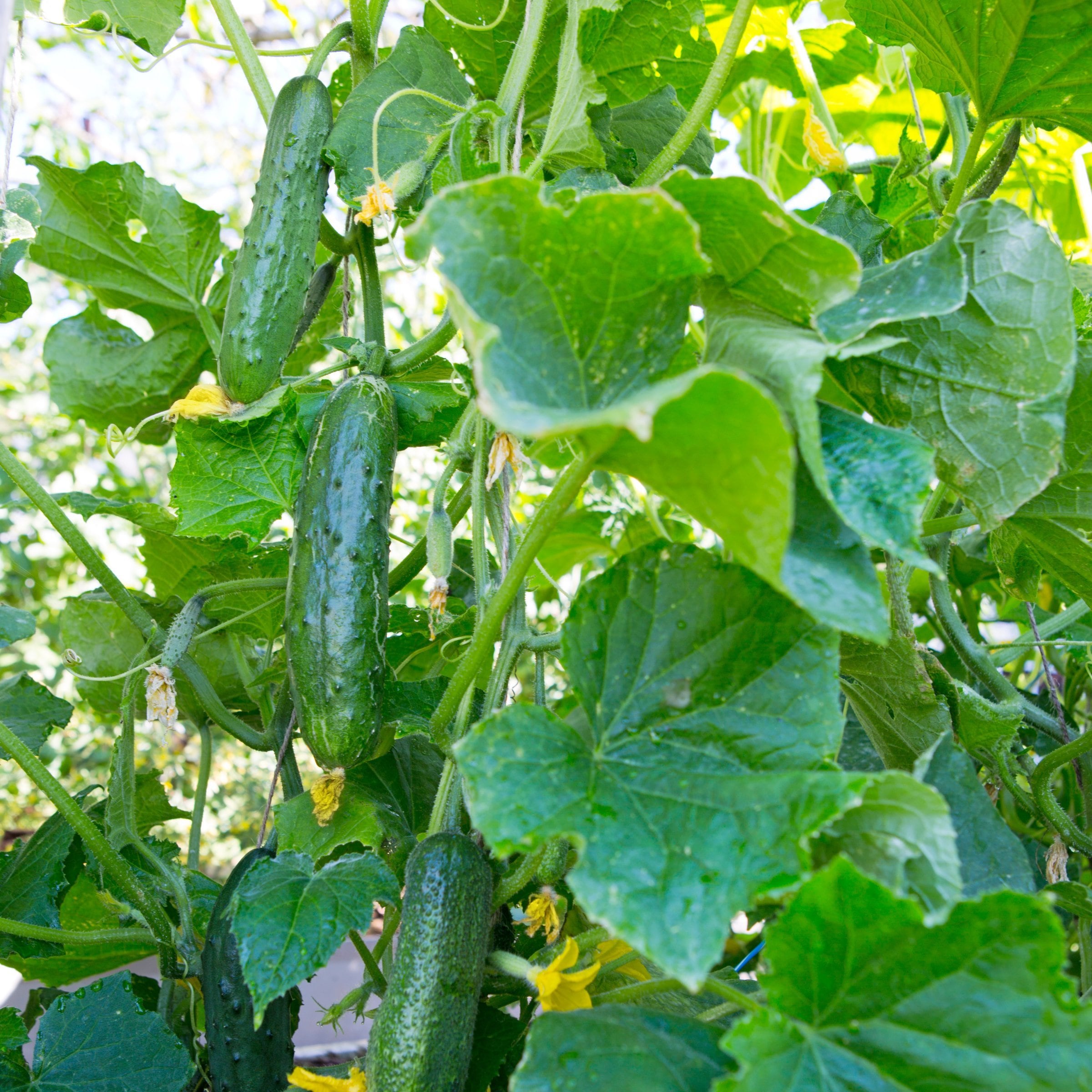 National Plant Network LW2257 Vegetable-Plants - View #10