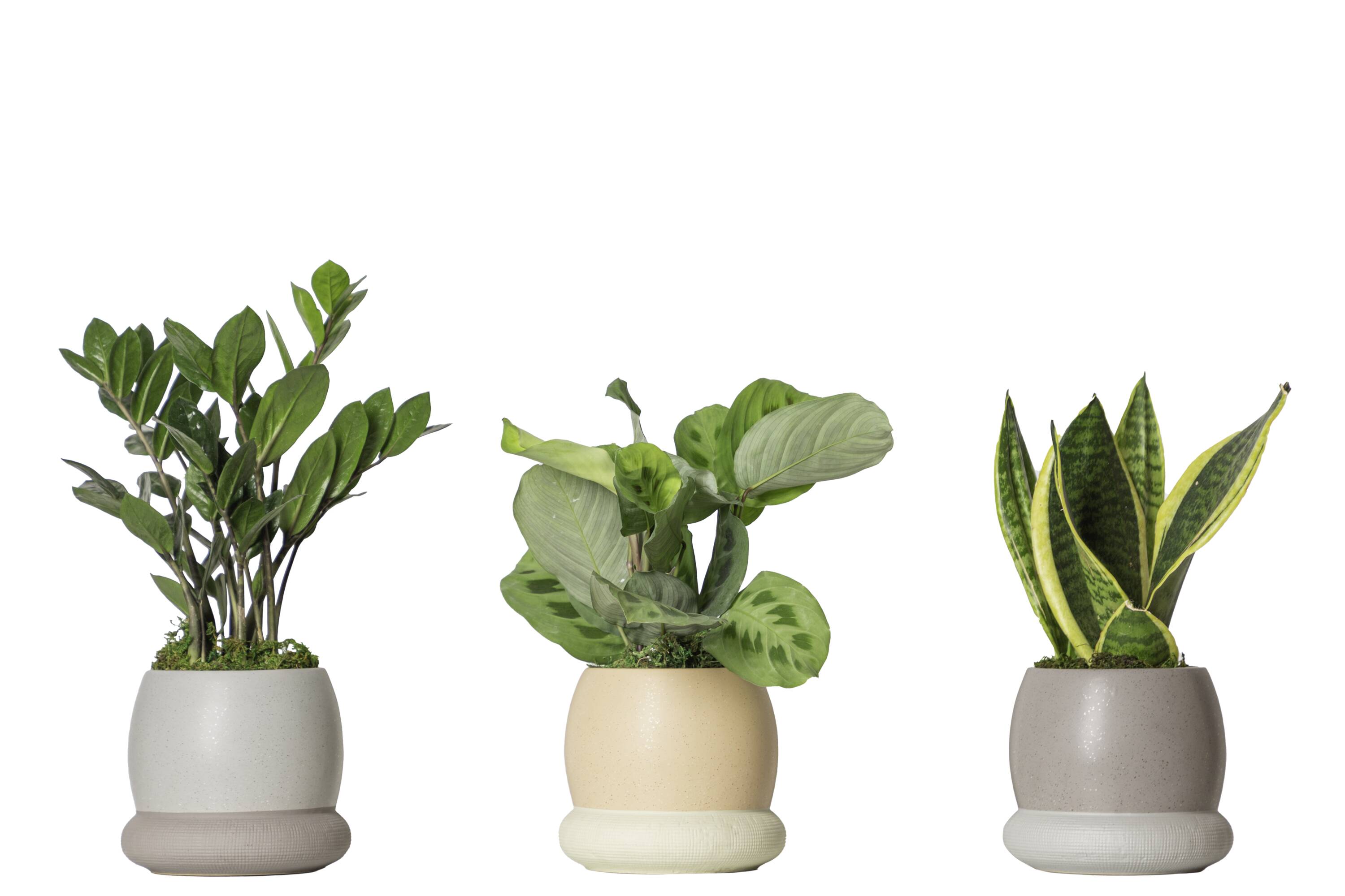 LiveTrends EKOLLON Ekollon House plant in 12 Ounce(s) Pot 1 -Pack