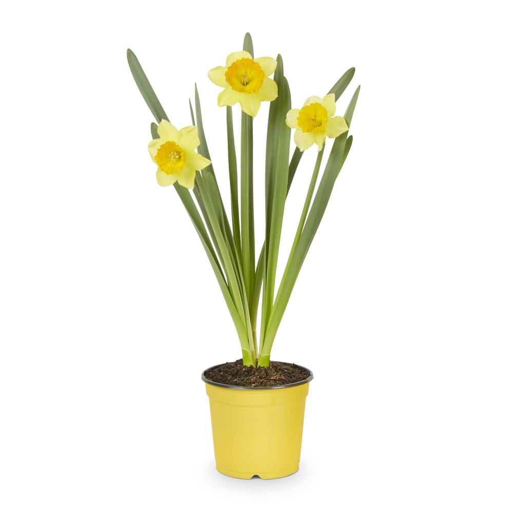 Lowe's Multicolor Daffodil Bulbs (L17330) Pot 2.5-Quart in the Plant Bulbs  department at