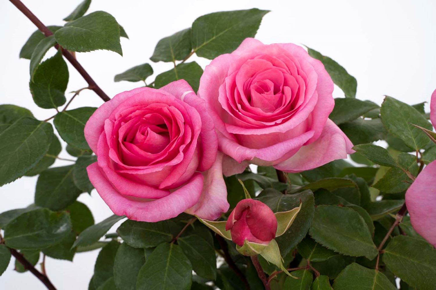 Lowe's 2.00-GAL ROSE KORDES NR in the Roses department at Lowes.com