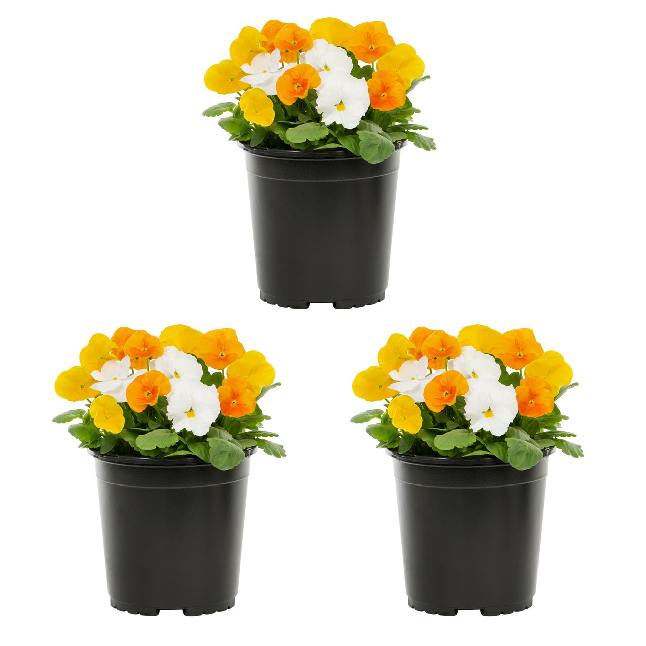 Lowe's Multicolor Pansy in 2.5-Quart Pot in the Annuals department