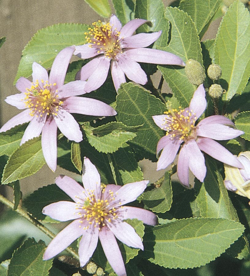  NURSERY Lavender Starflower Accent Shrub In Pot (With Soil)