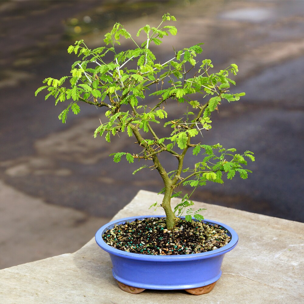 Brussel's Bonsai 10-in White Flowering Brazilian Rain Tree In Pot (With ...