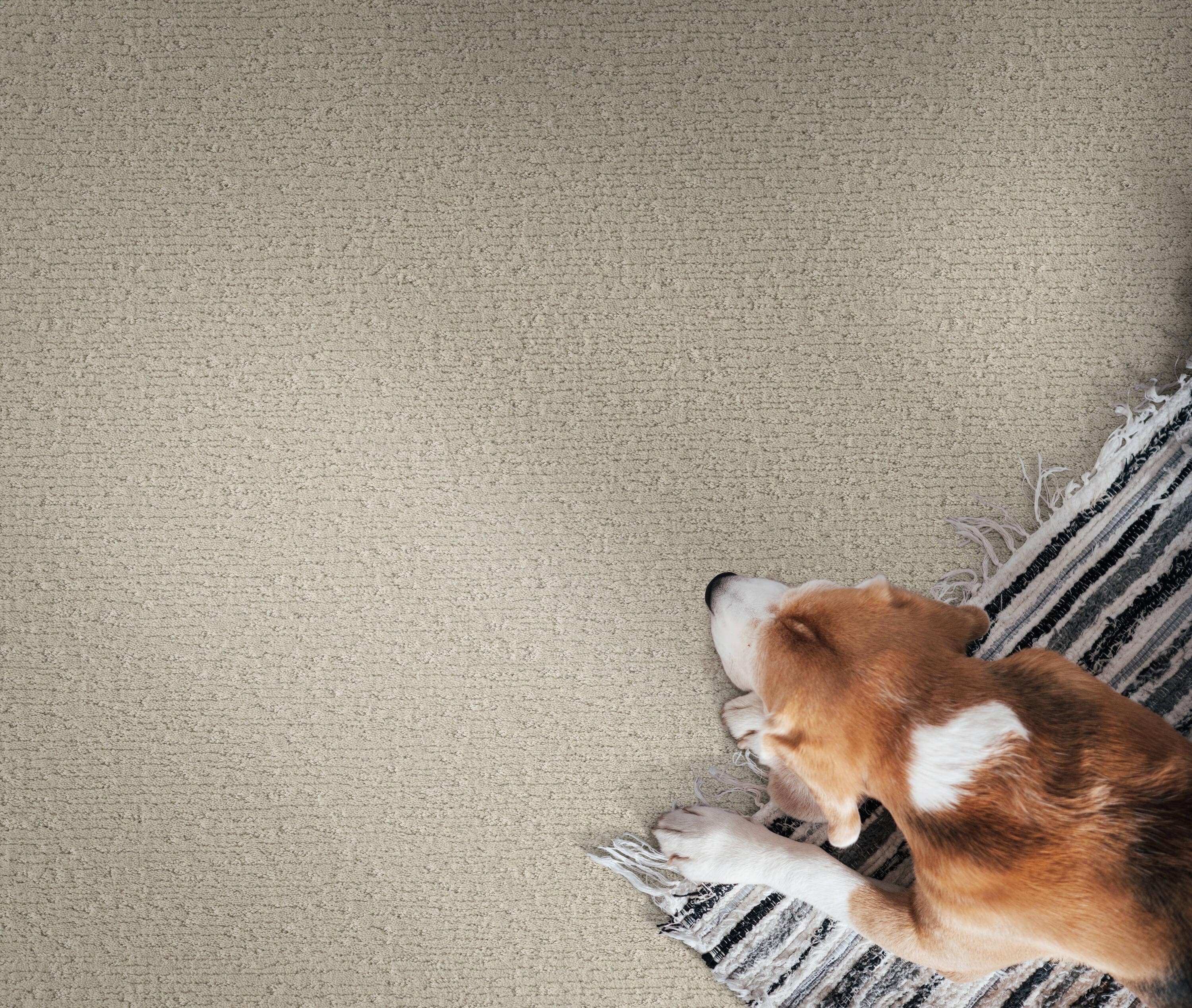 STAINMASTER PetProtect 7L90200112 Carpet-Panel - View #4