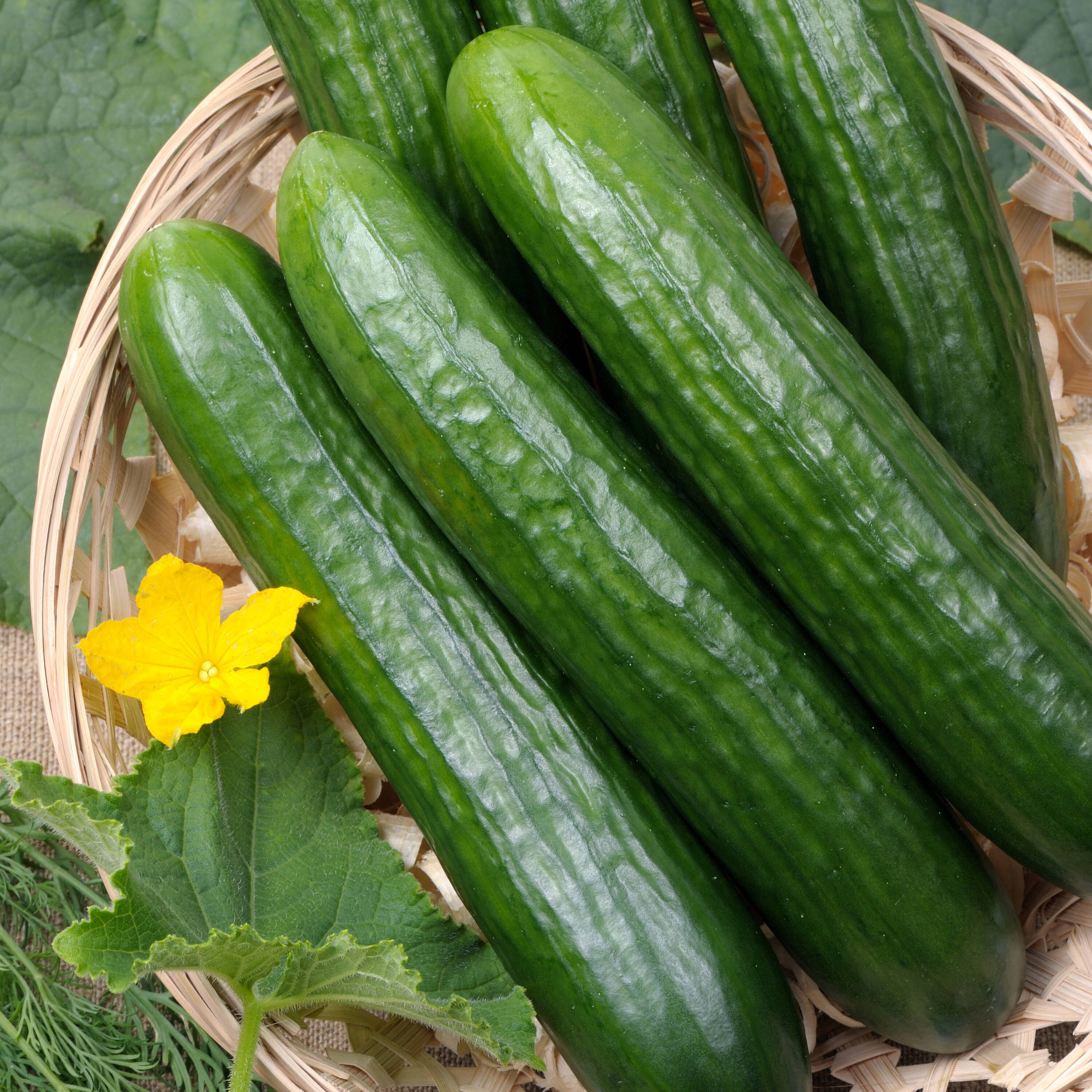Proven Winners VEGCUC1037504 Vegetable-Plants - View #3