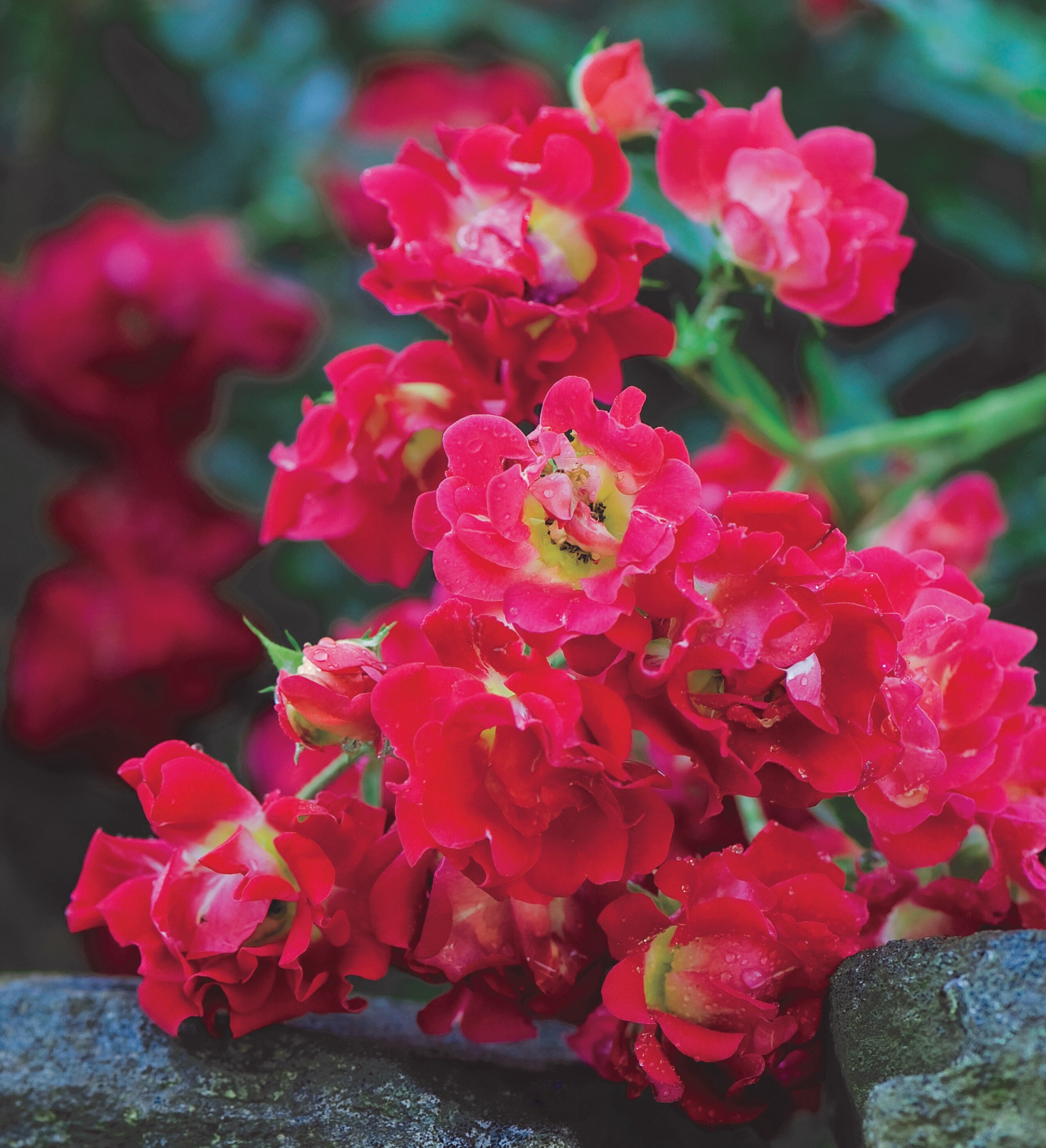 Drift Roses 62431-1 roses - View #7
