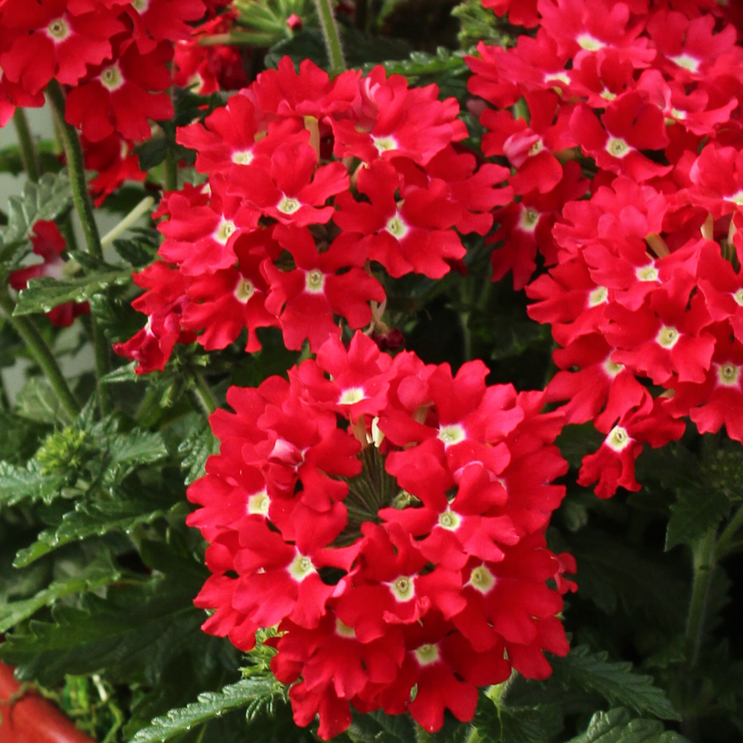 Monrovia 229880 annuals - View #4