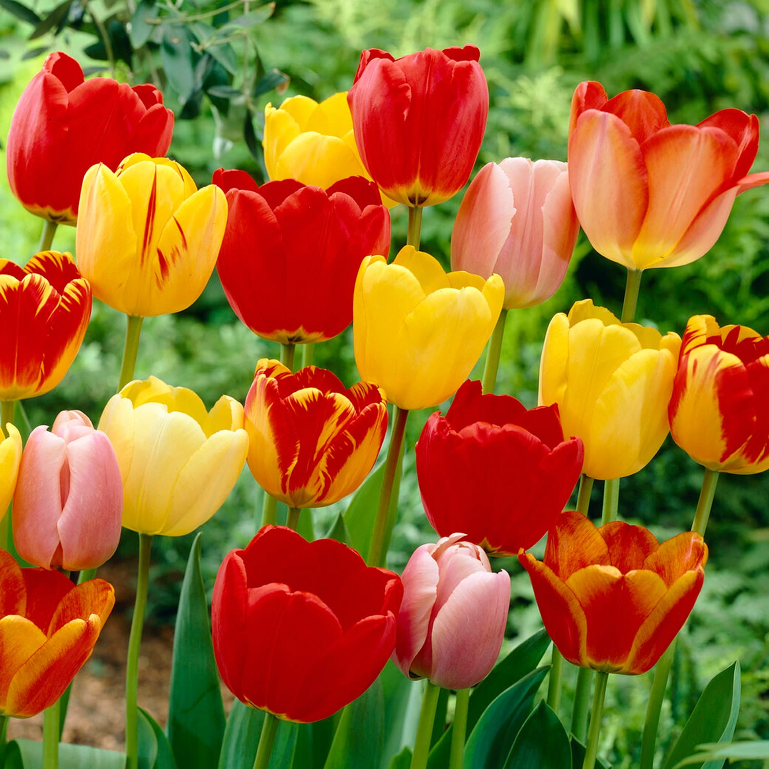 Garden State Bulb ECF-31-50-02 Multicolor Tequila Sunrise Darwin Hybrid Tulip Bulbs 50 Count