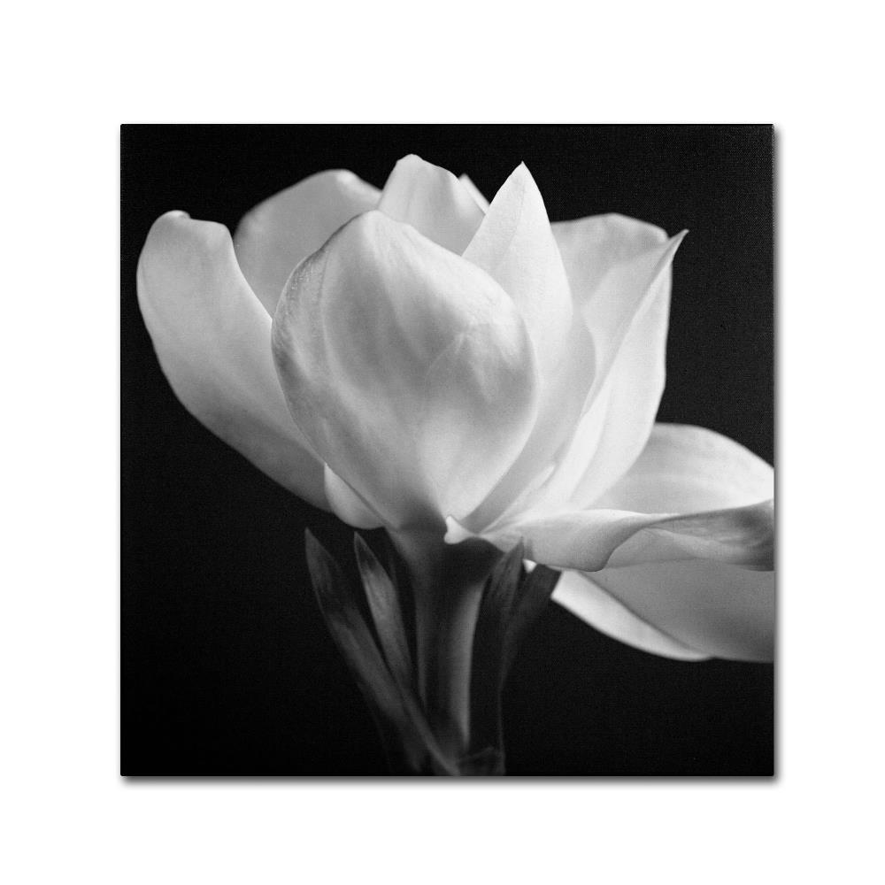 Trademark Fine Art ALI0287-C1414GG Wall-Art - View #2