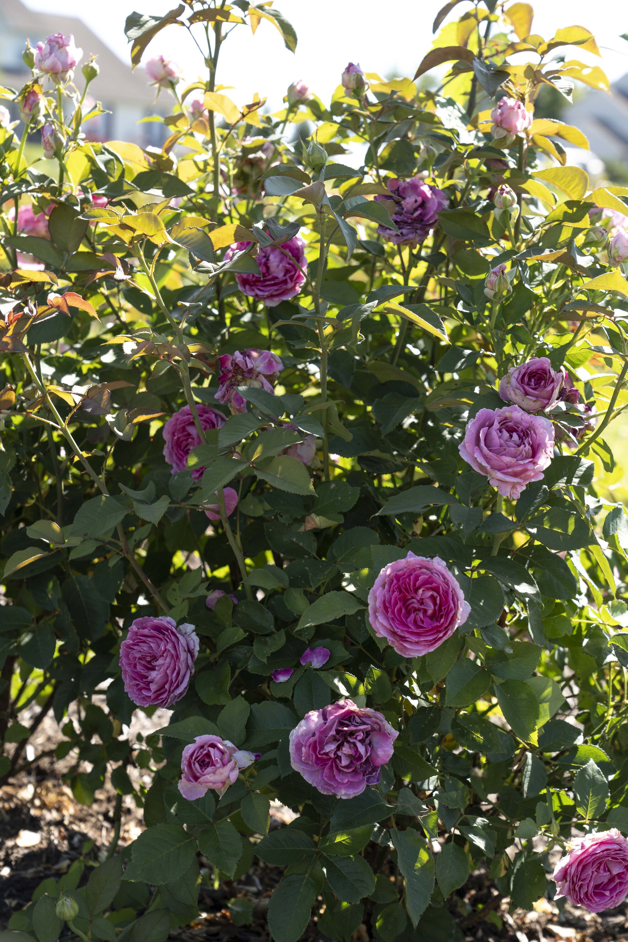 National Plant Network LW1413 roses - View #5