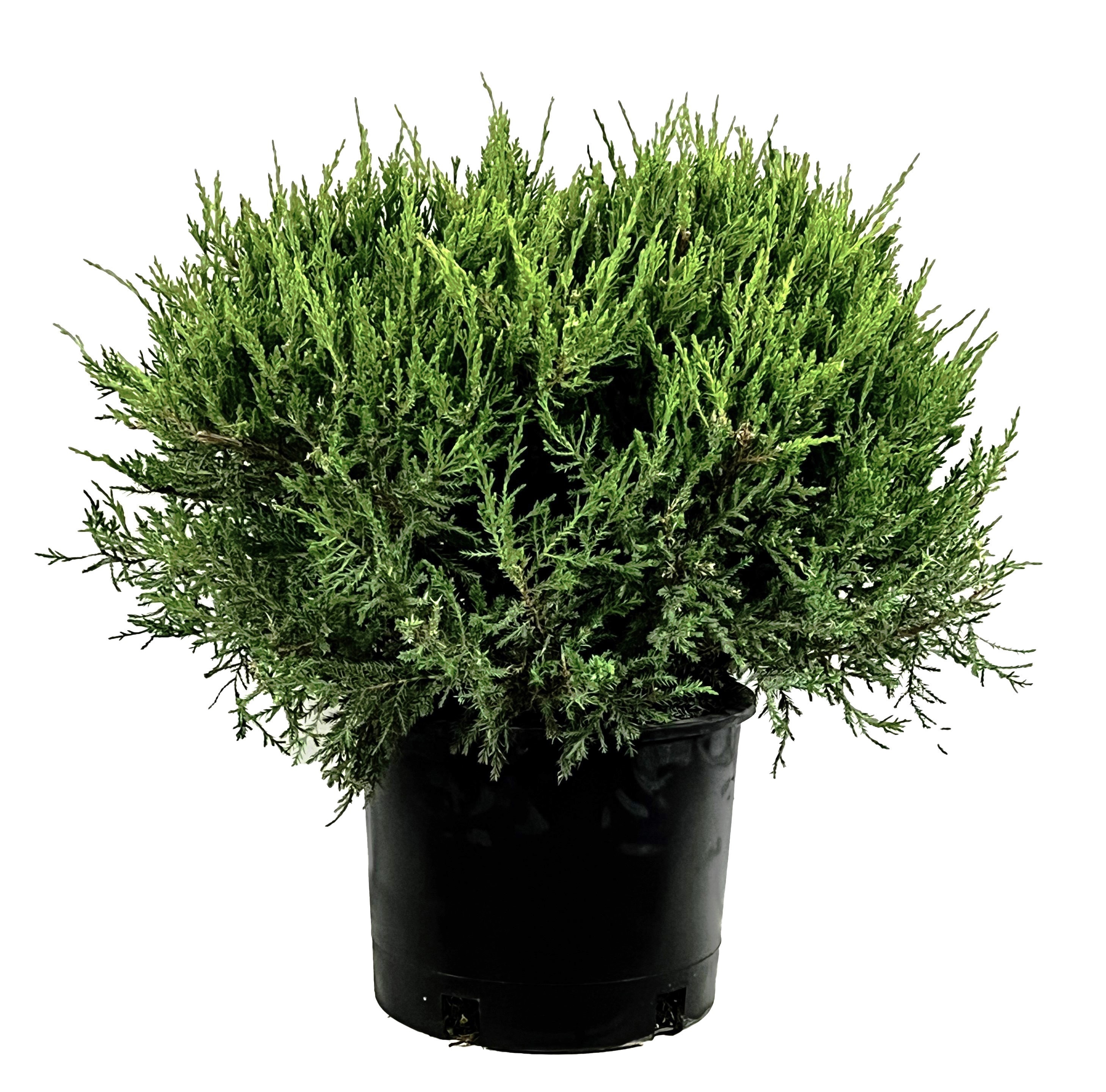  O488003 Sea Green Juniper Feature Shrub in 2.25 -Gallon Pot 1 -Pack