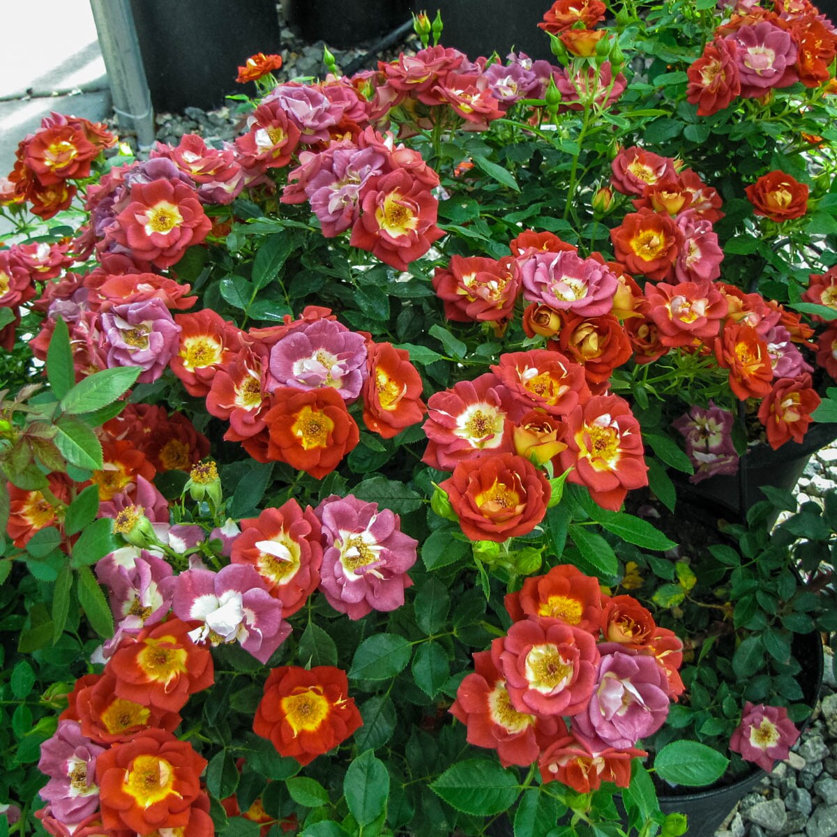 Spring Hill Nurseries 63466 roses - View #2
