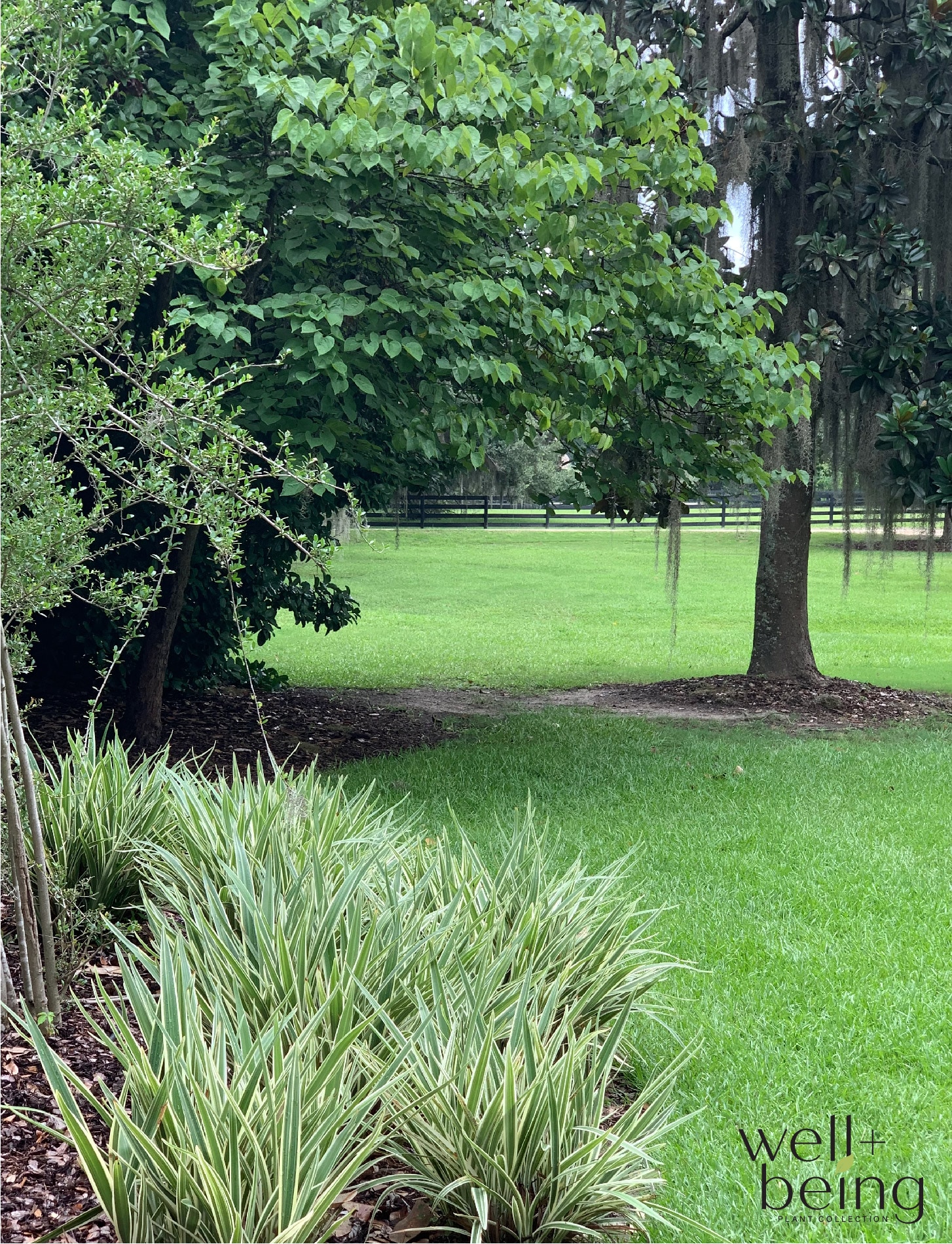  1355 perennials - View #3
