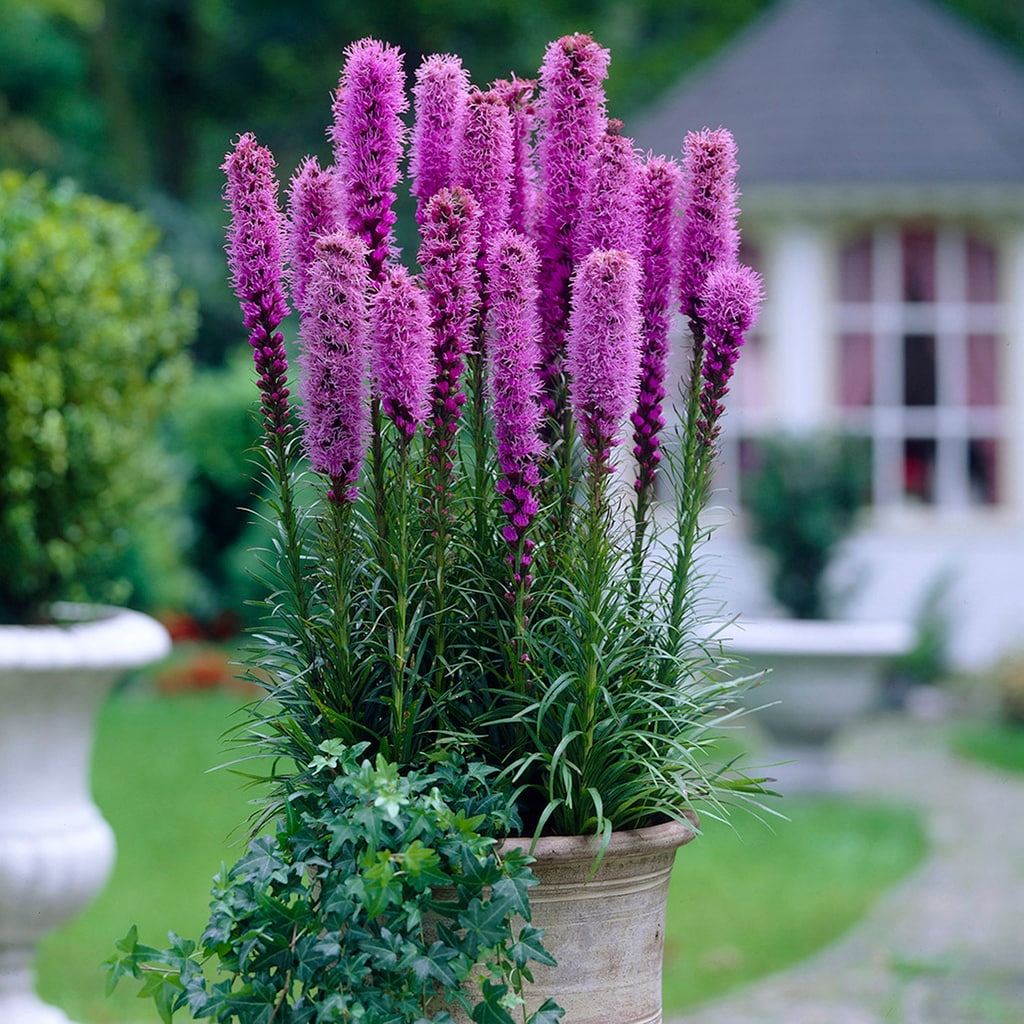 Image of Liatris summer-blooming bulb