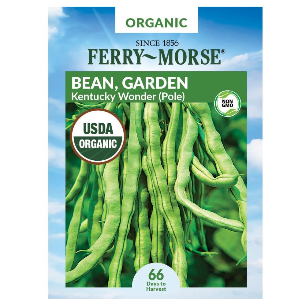 10 grams Contender Bush Bean Seeds Organic 