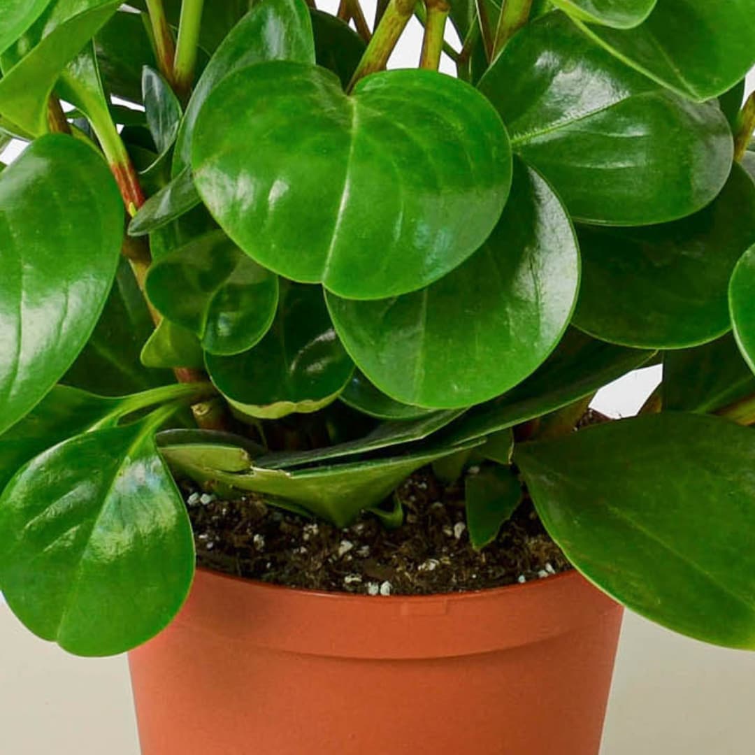 House Plant Shop 6-PEPEROMIA-THAILAND hseplants - View #2
