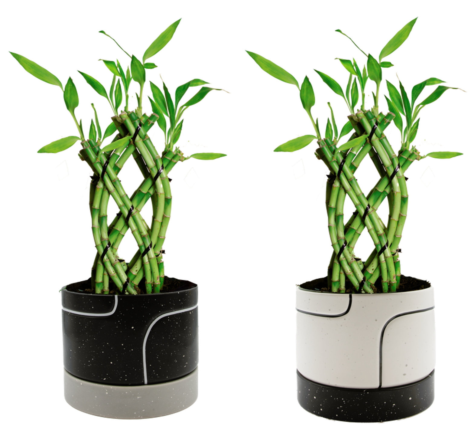 LiveTrends ASB07466 KAHN House plant in 36 Ounce(s) Pot 1 -Pack