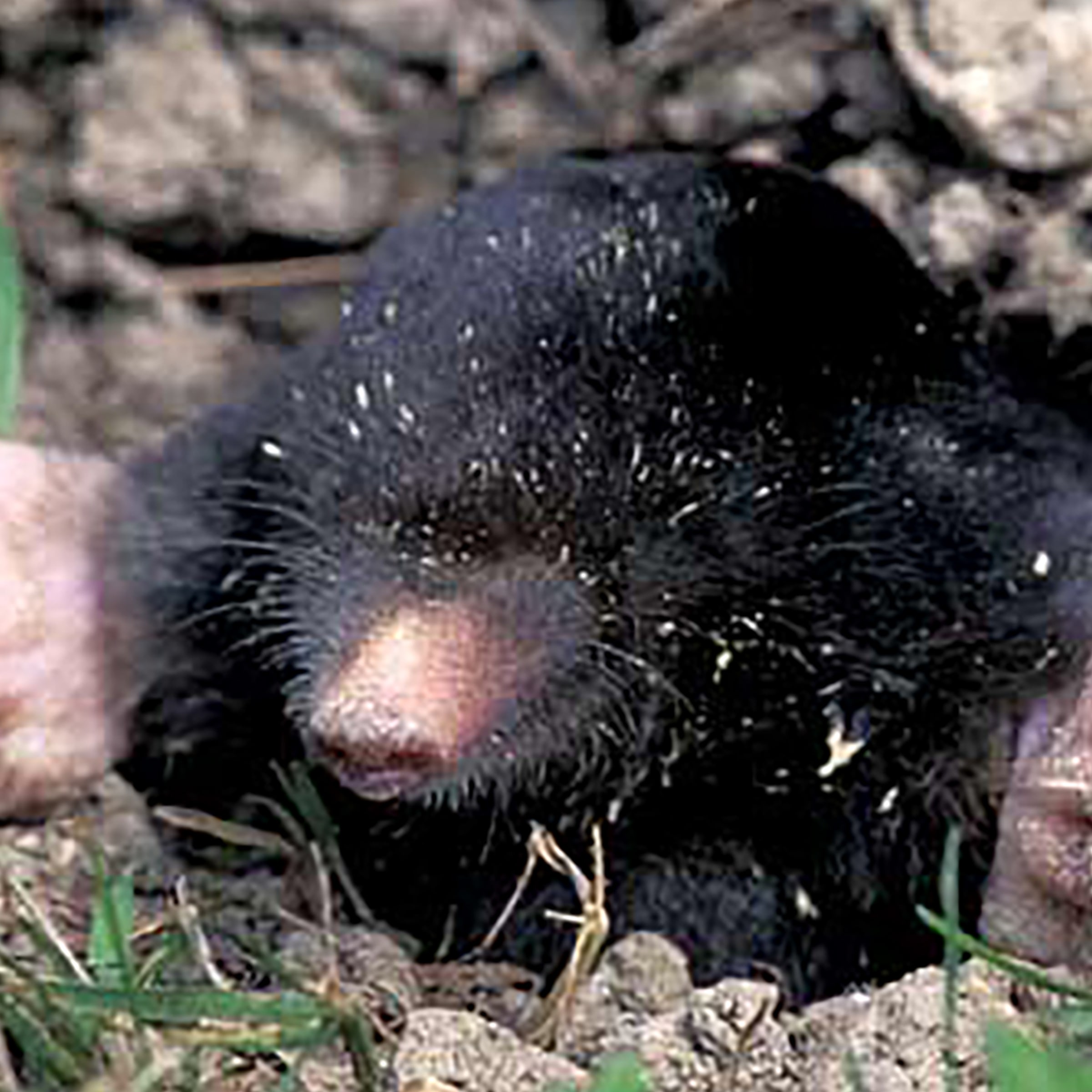 Enviro Protection Industries Co. 12040 Animal-Rodent-Control - View #6