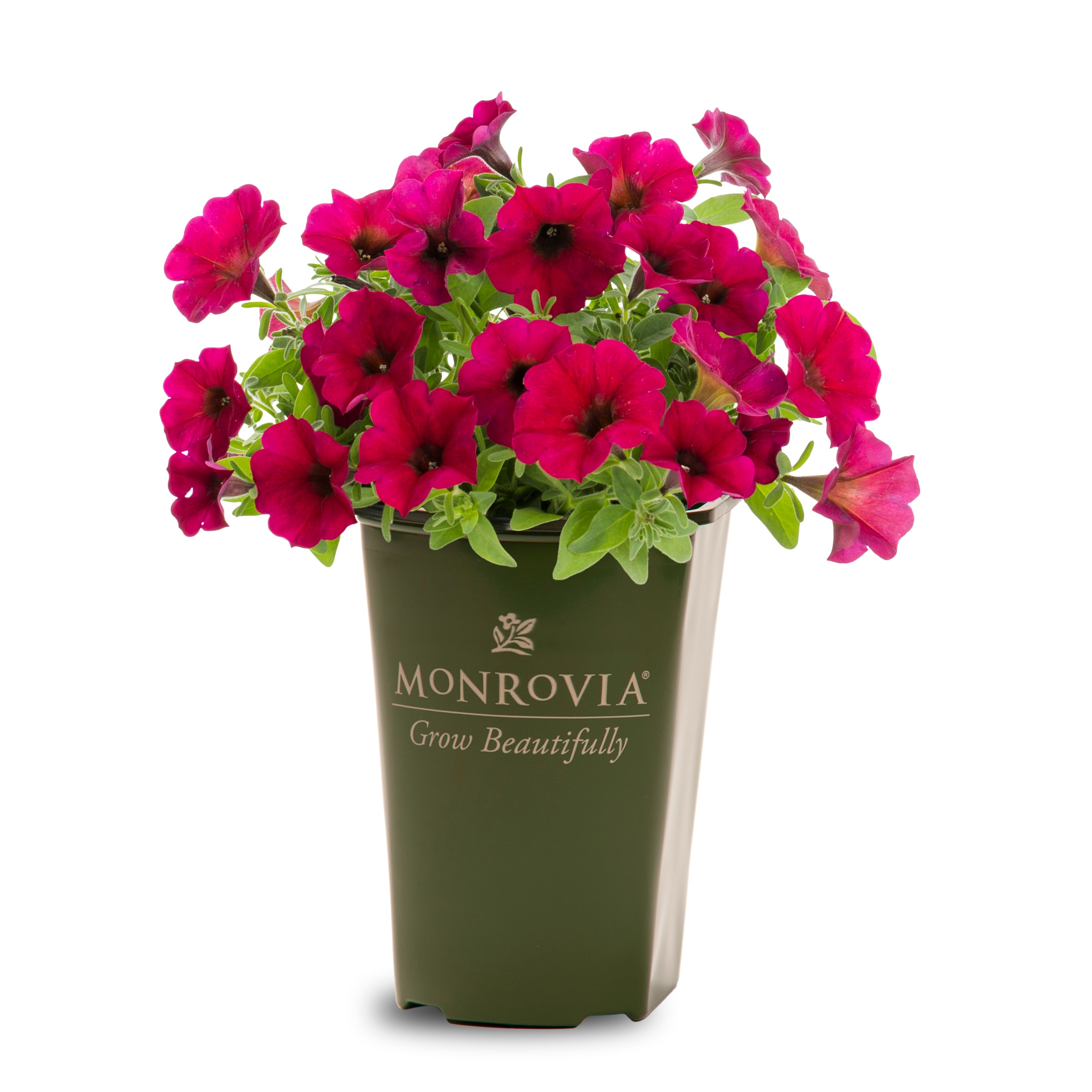 Lowe's 2 Quart(s) Red Petchoa 1 -Pack - Low Maintenance