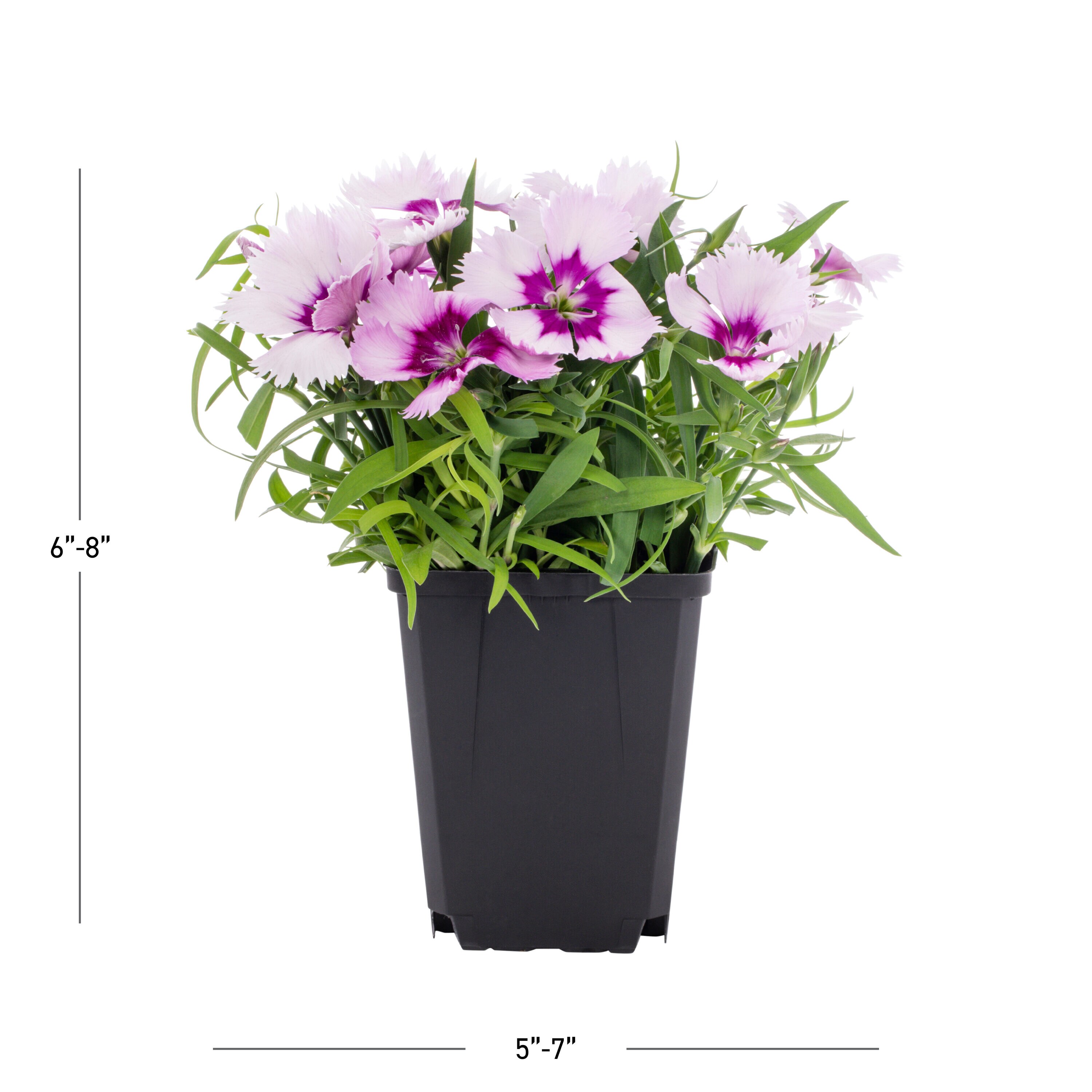 Metrolina Greenhouses 78780 annuals - View #3