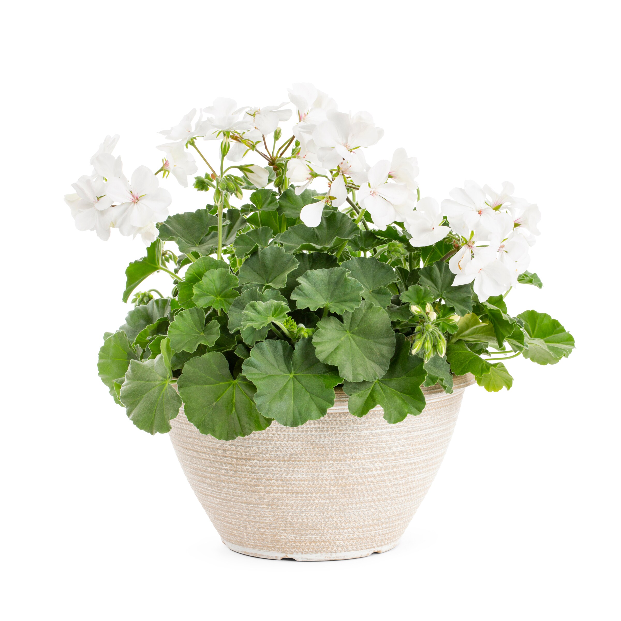 Lowe's 2.50GLGERPL annuals - View #5