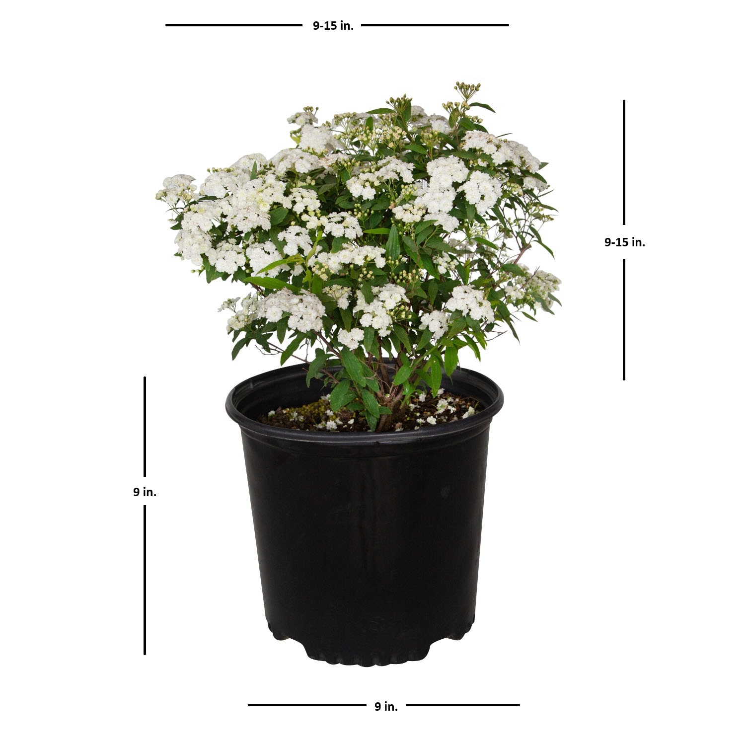 Flowerwood 53803FL-1 shrubs - View #5