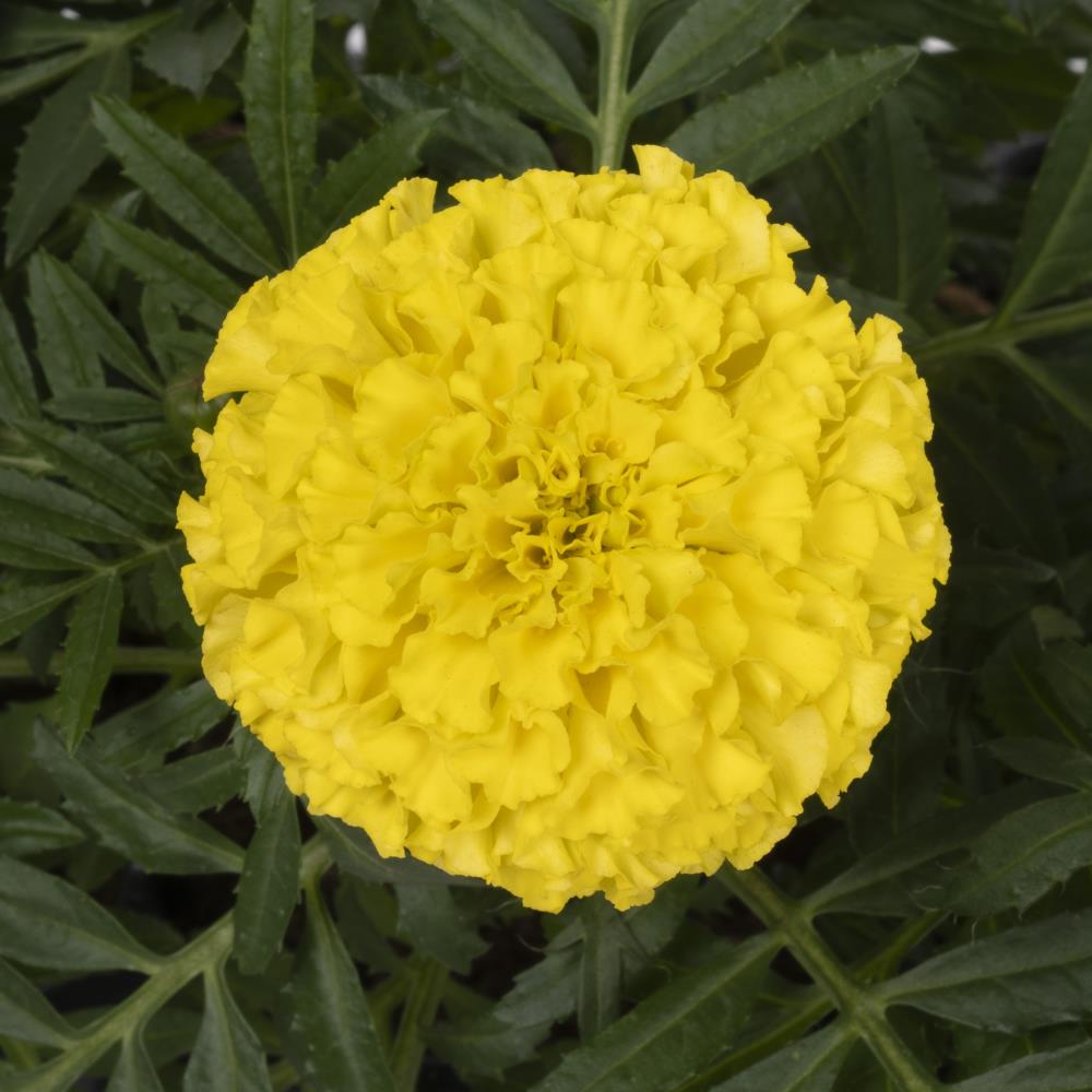 Lowe's White Marigold in 6-Pack Tray 6-Pack in the Annuals department ...