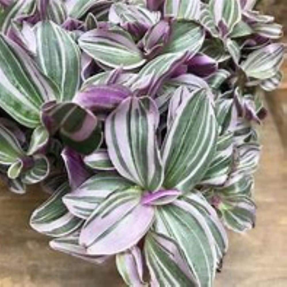 Proven Winner NURSERY Pink Wanderin jew Plant in 2.5 -Quart Pot 1 -Pack