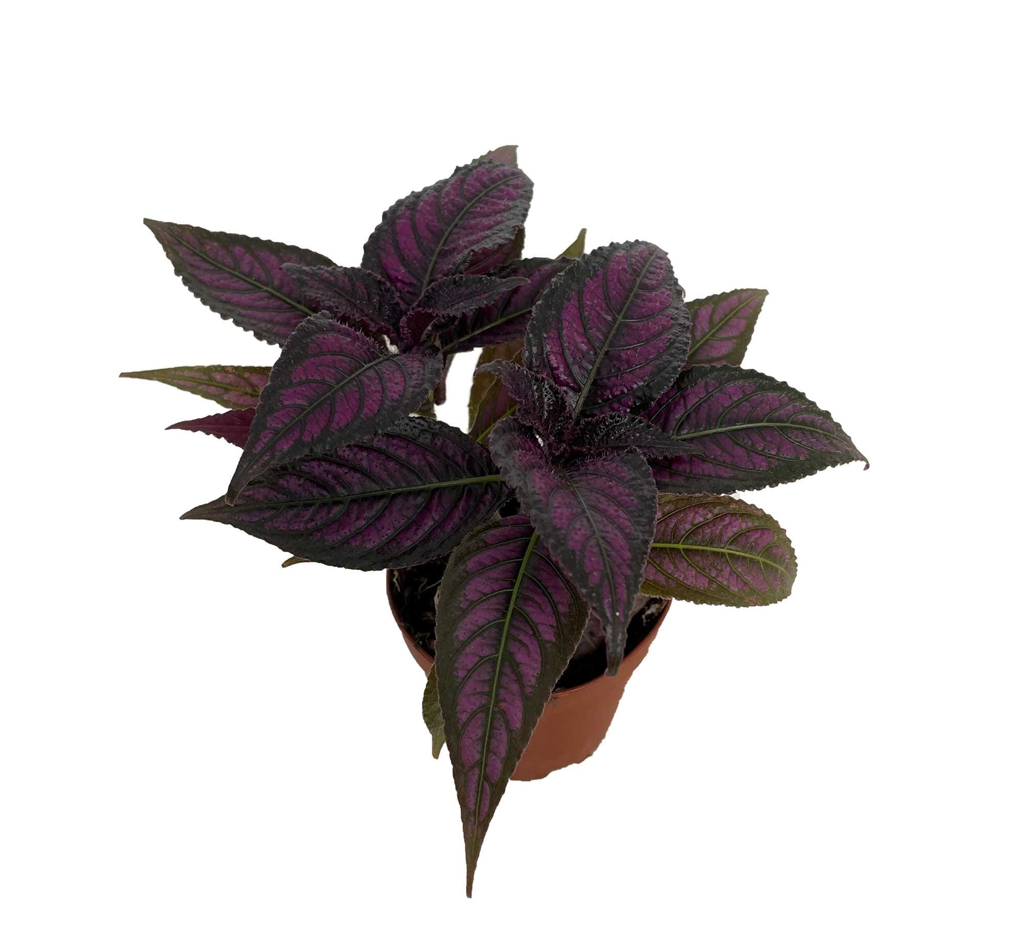 Hirt's Gardens 810061378488 hseplants - View #3