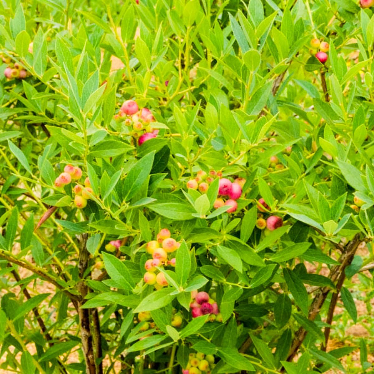 Pink Lemonade Blueberry Plant
