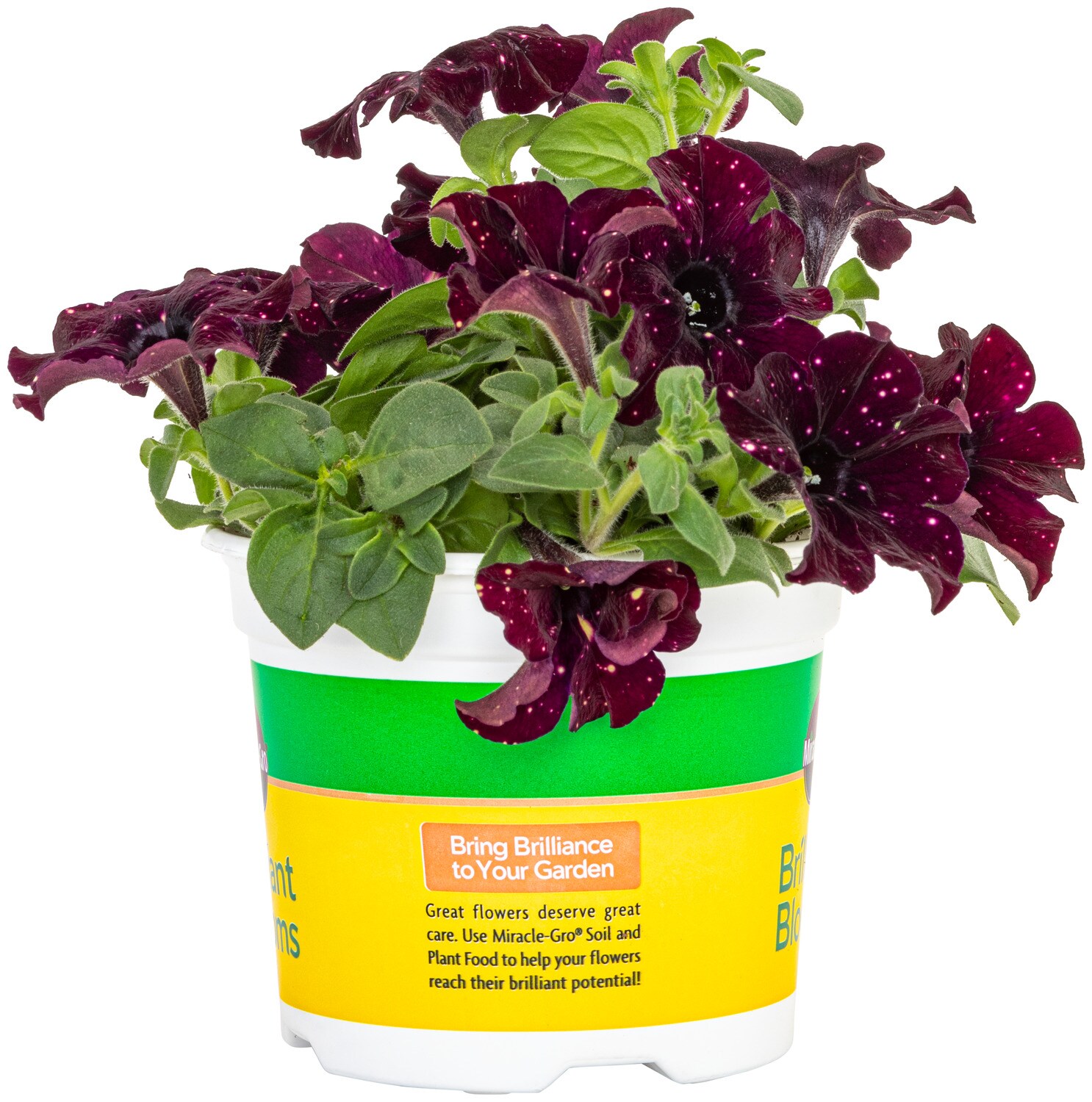 Miracle-Gro 201298 annuals - View #2