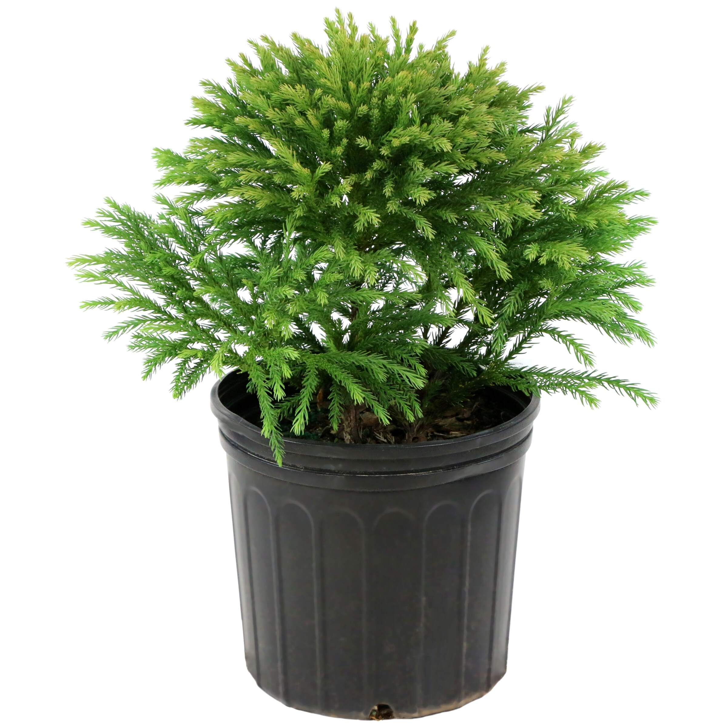 National Plant Network LW3010 Cryptomeria Foundation/Hedge Shrub in 2.25 -Gallon Pot 1 -Pack with White Blooms