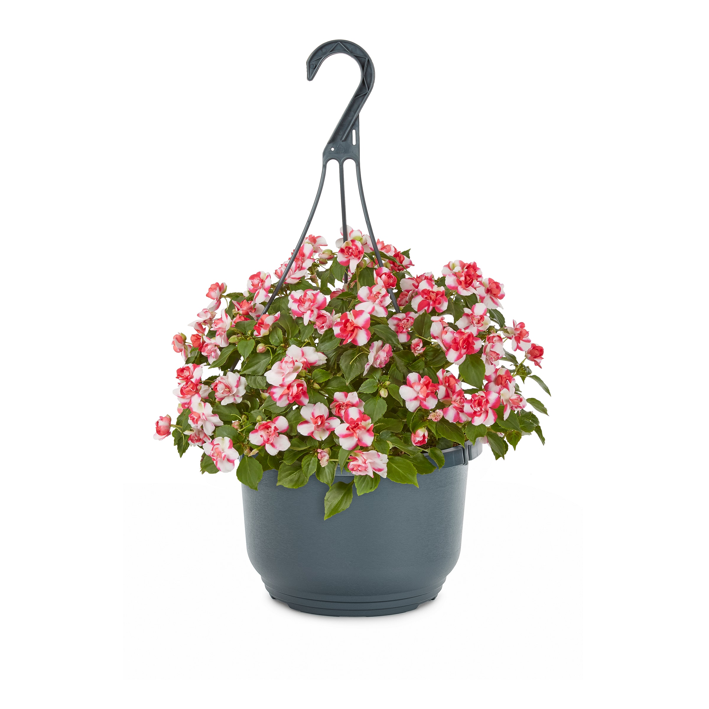 Lowe's 94004 annuals - View #5