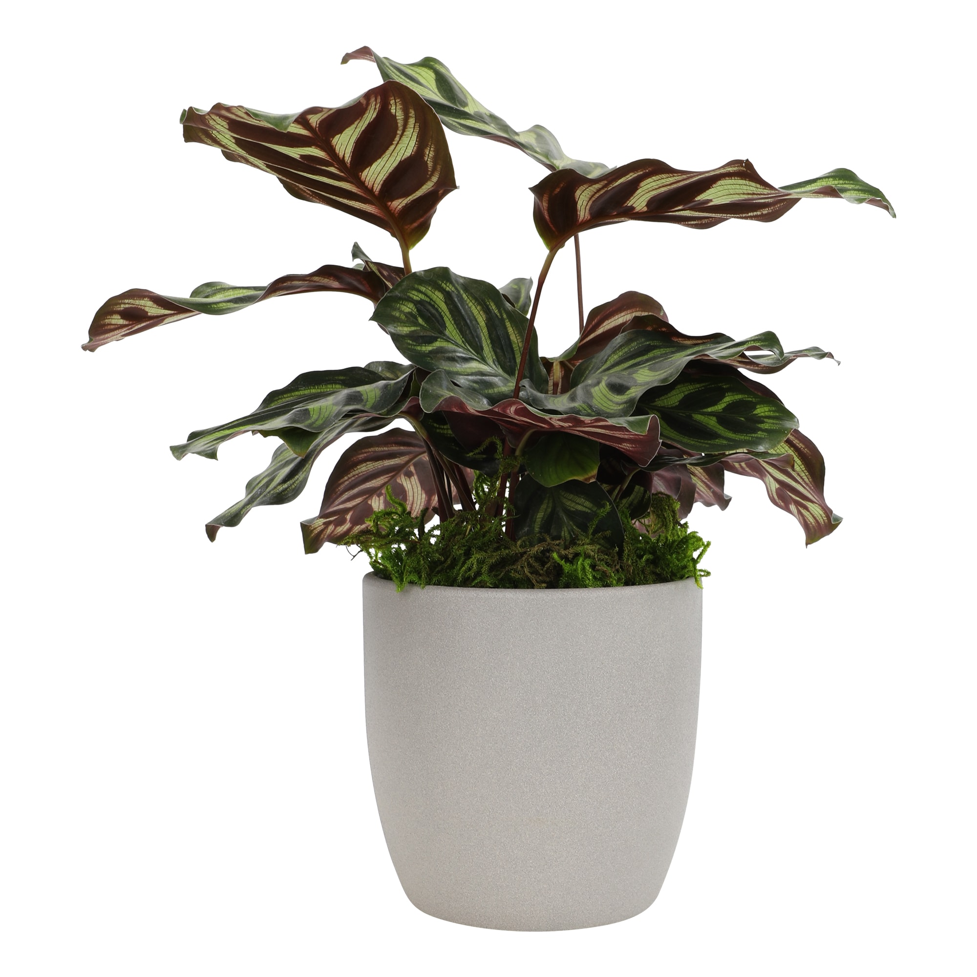 Altman Plants 0873080 hseplants - View #7