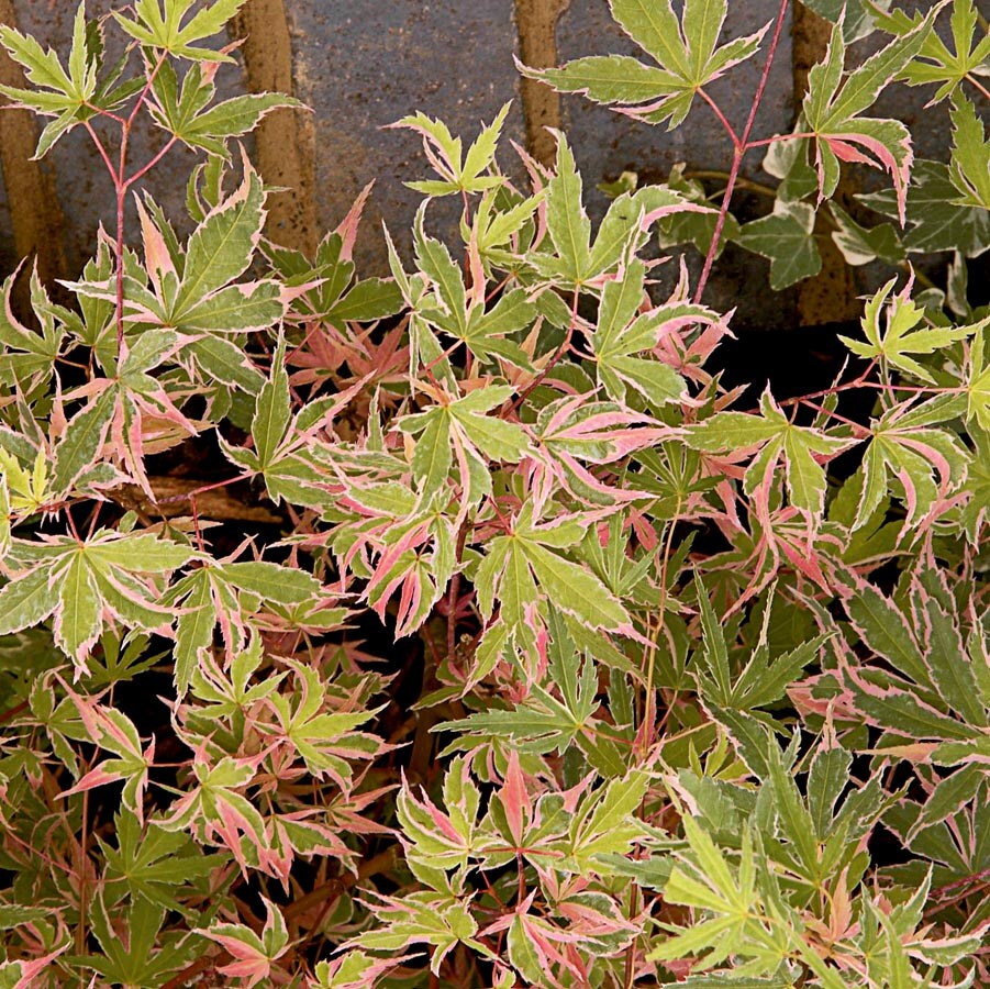  NURSERY 9-Gallon Red Feature Tree Sagara Nishiki Japanese Maple In Pot (With Soil)