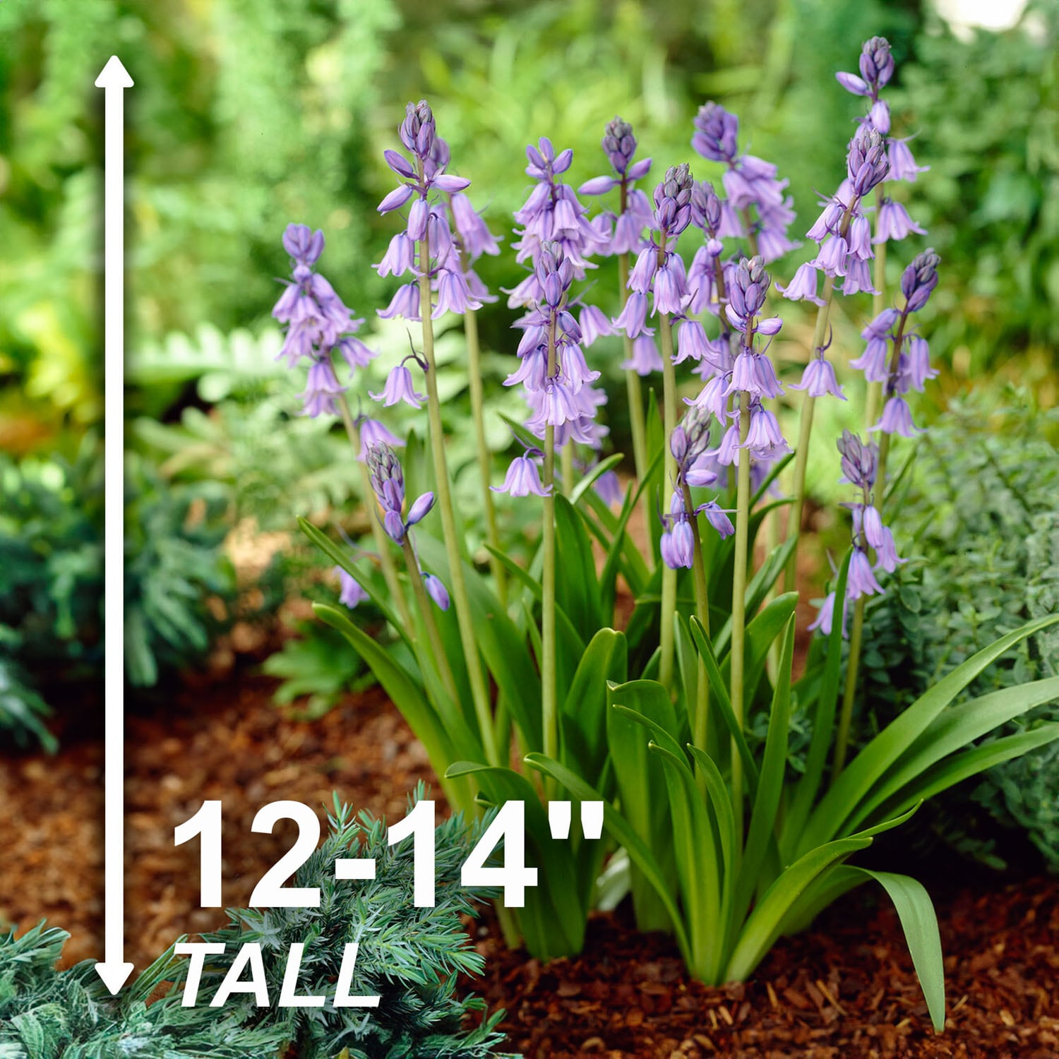 Garden State Bulb ECF-155-100-02 Plant-Bulbs - View #3