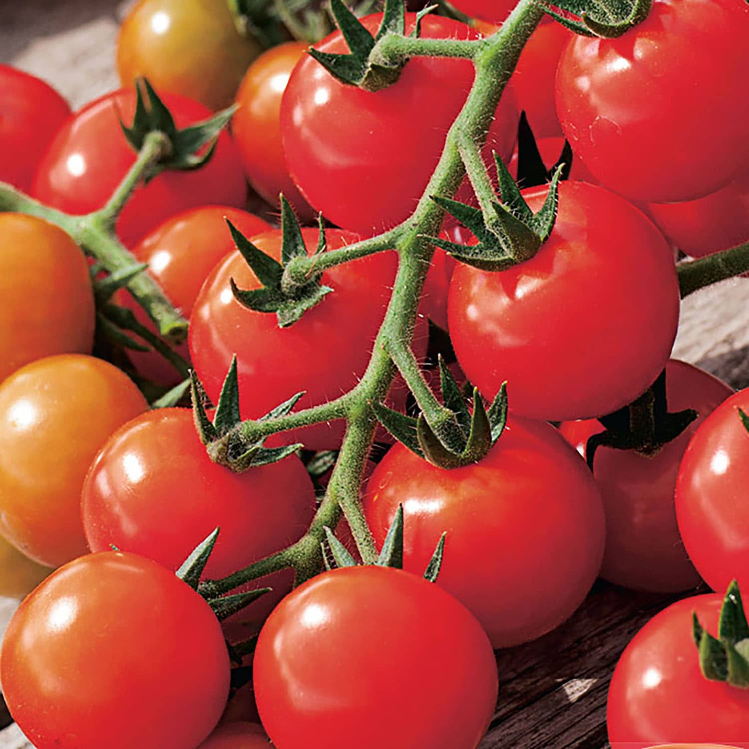 Ferry-Morse 249.550945.0718 Vegetable-Herb-Seeds - View #3