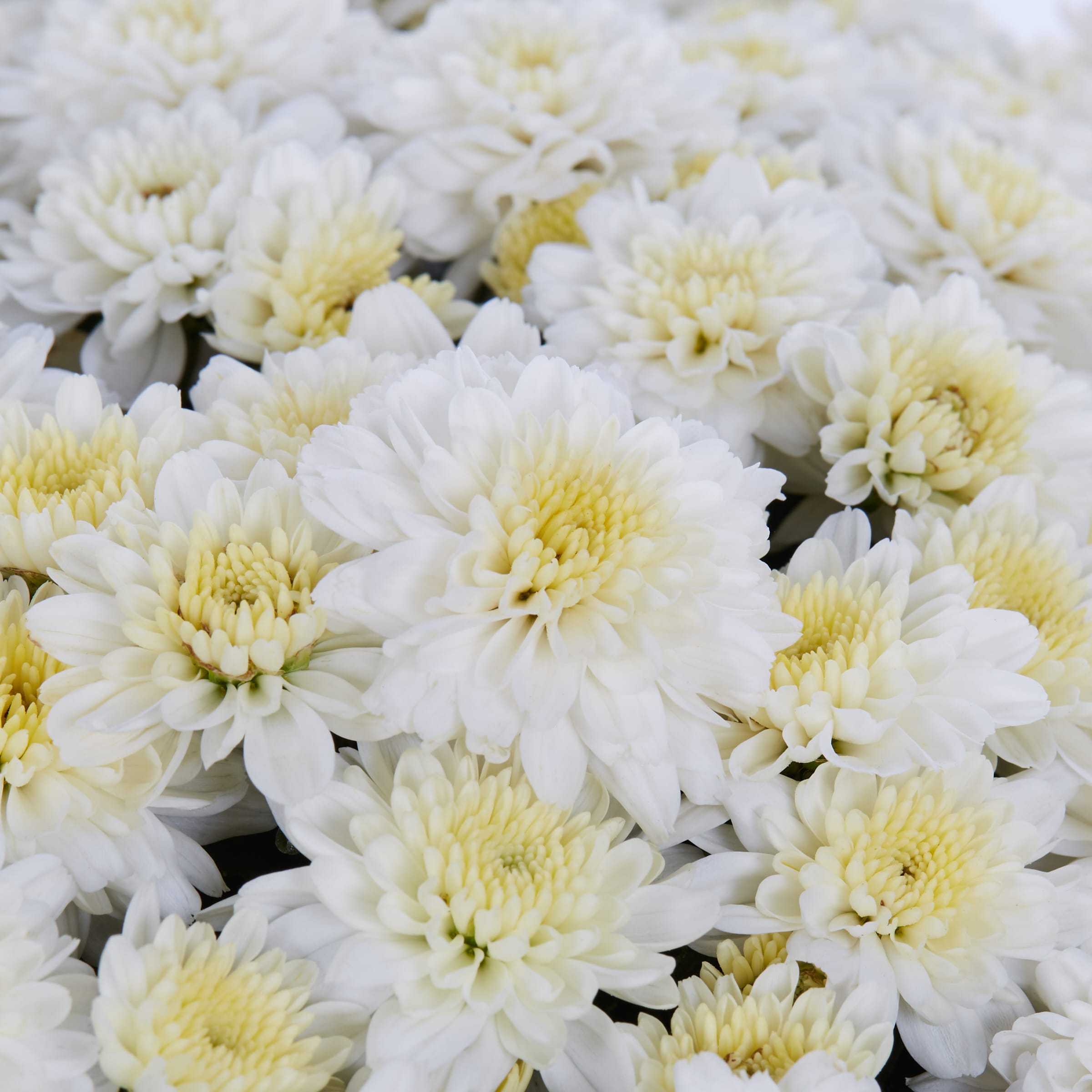 Lowe's NURSERY annuals - View #2