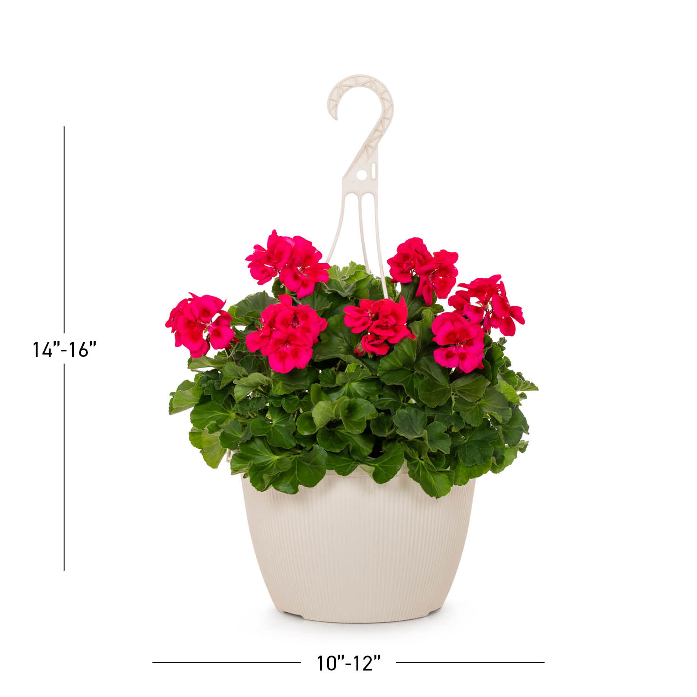 Lowe's NURSERY annuals - View #3