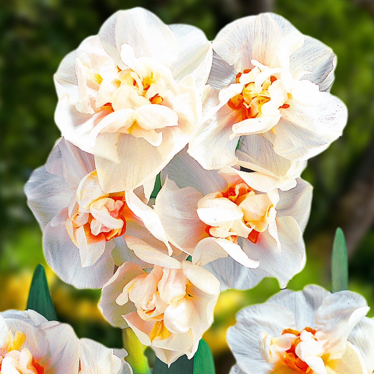 Breck's 91890 Plant-Bulbs - View #3