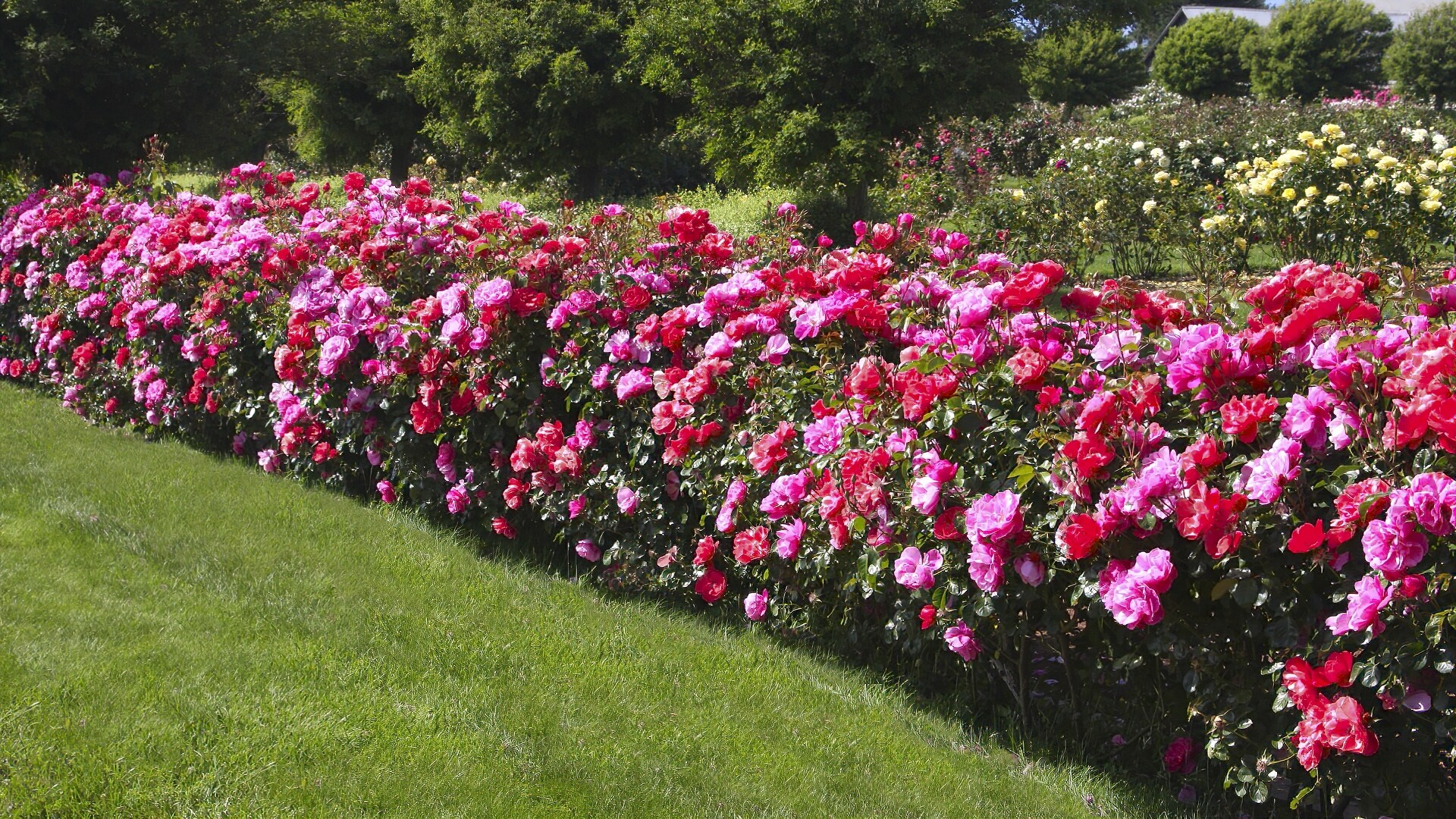 National Plant Network LW1588 roses - View #2