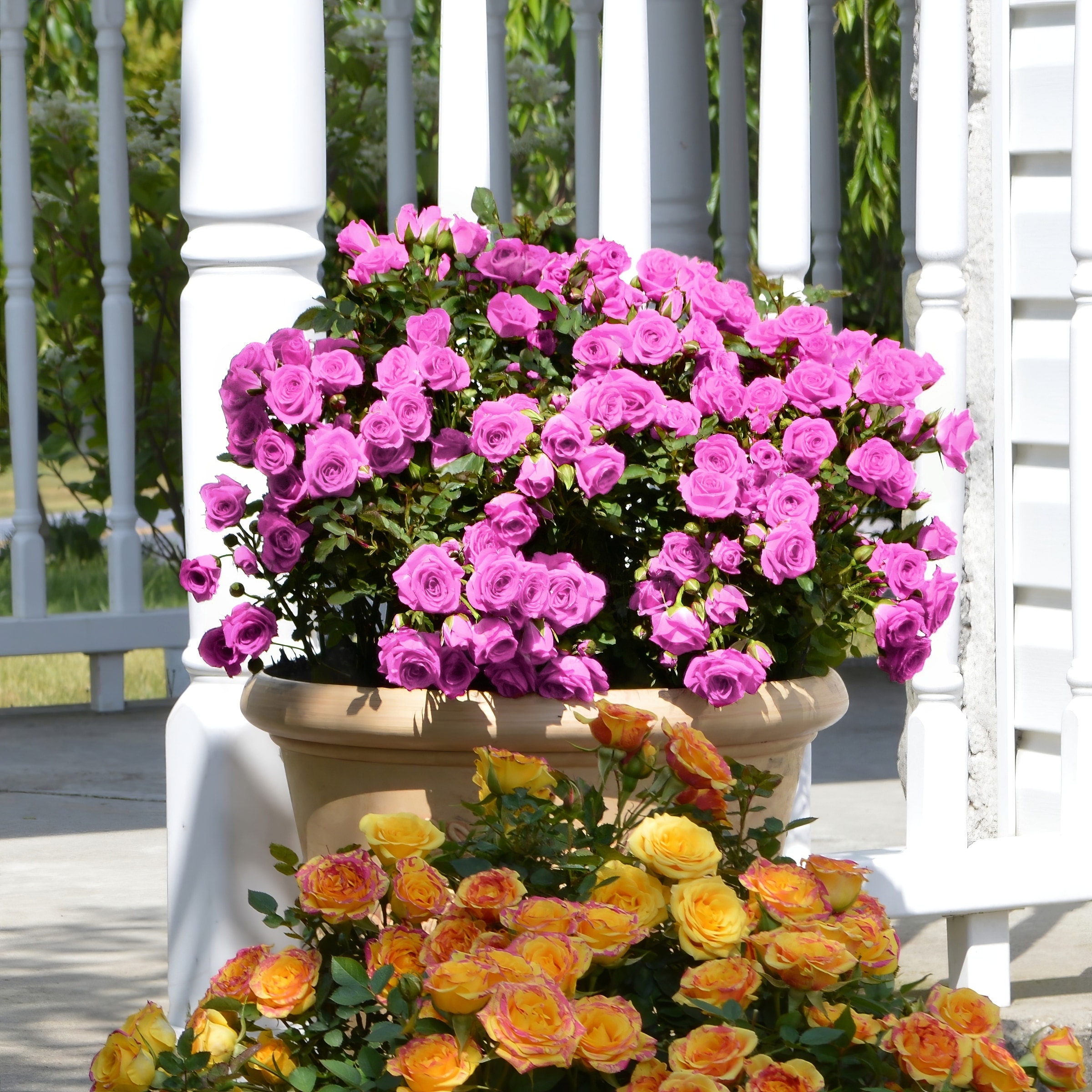 National Plant Network Purple Rose Lavender Jewel 2-Gallon in Planter ...