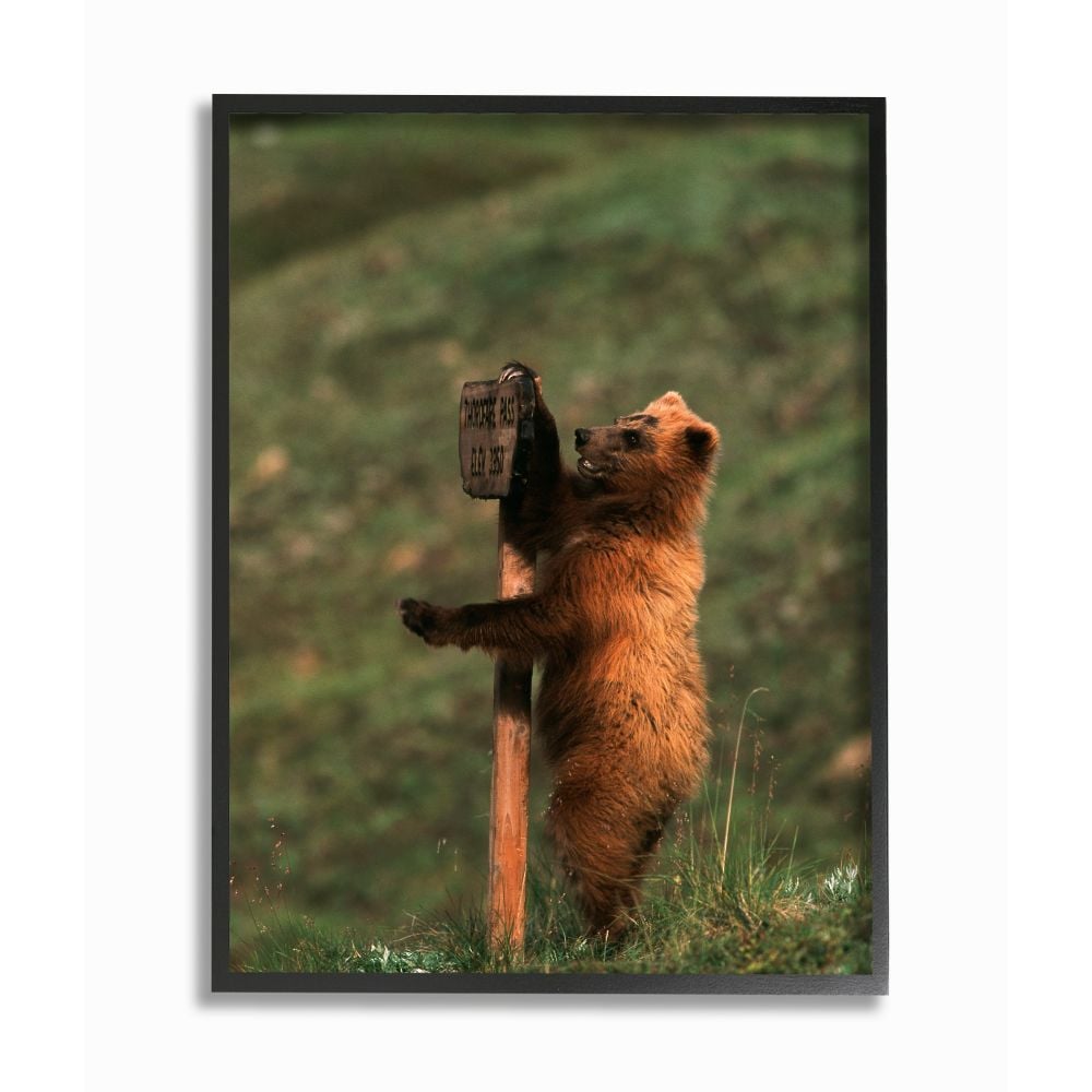 Stupell Industries AAP-304-FR-24X30 Grizzly Bear Cub Scratching Park Sign Hugh Rose/Danita Delimont Framed 30-in H x 24-in W Animals Print