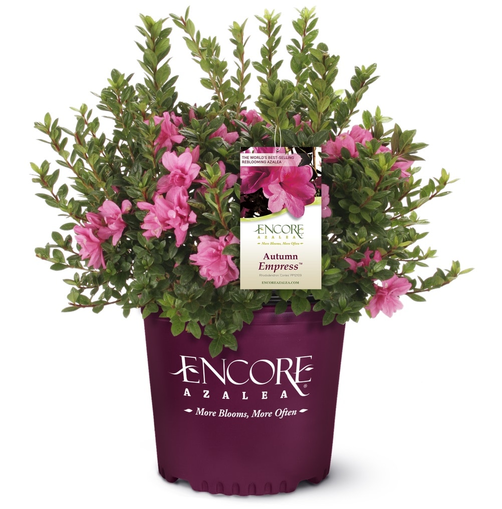 Encore Azalea 80501 shrubs - View #2