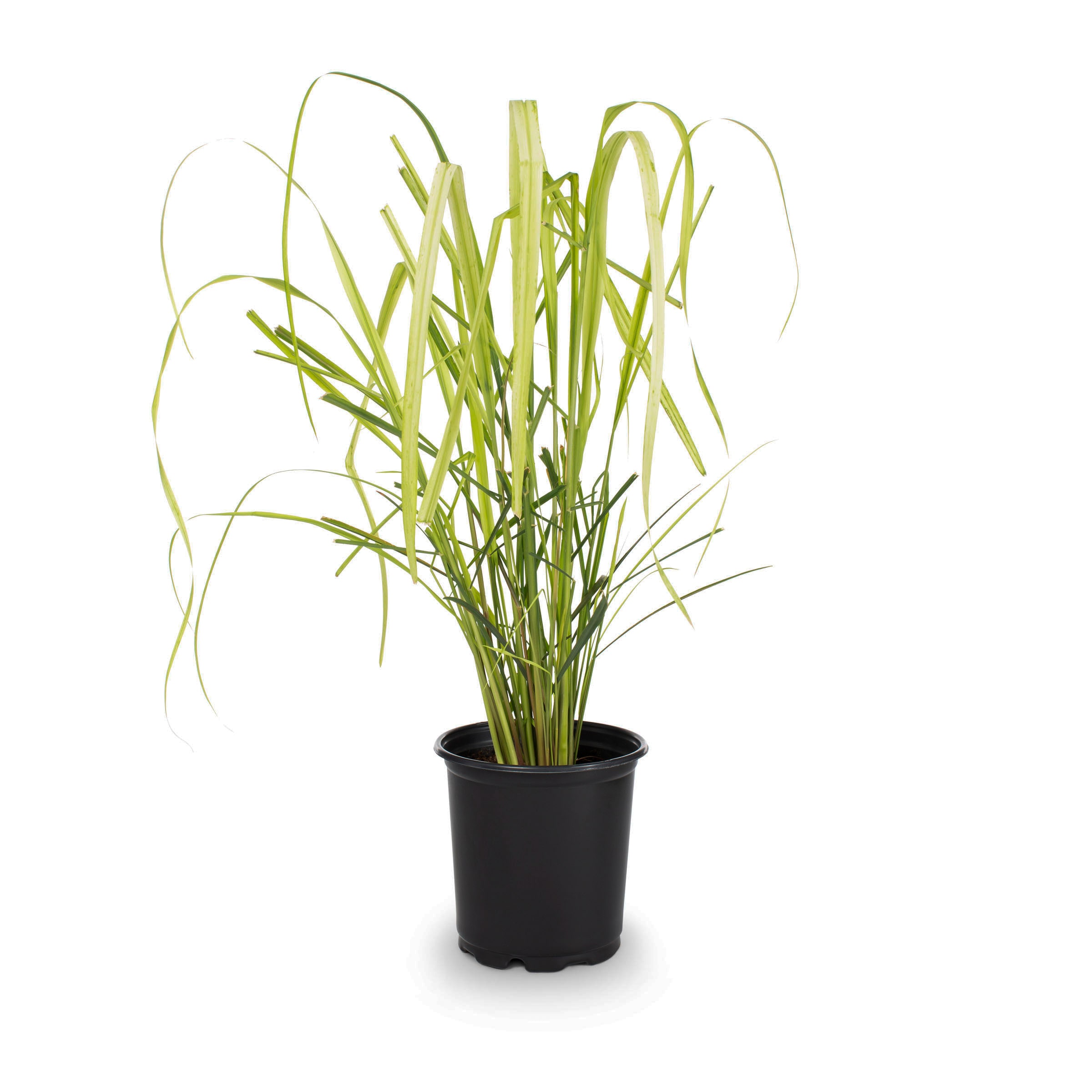 Cymbopogon Grass Plants, Bulbs & Seeds At Lowes.com