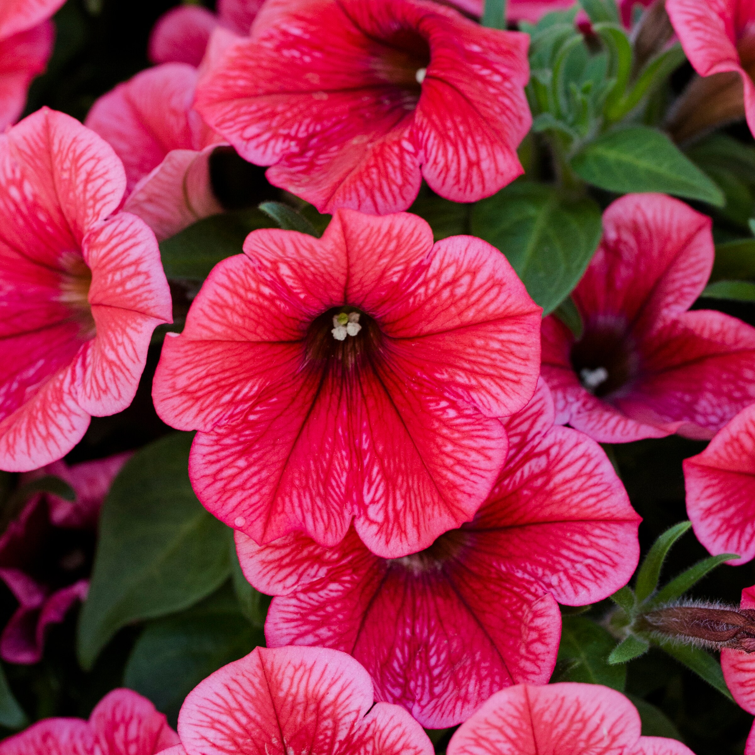 Lowe's NURSERY annuals - View #14